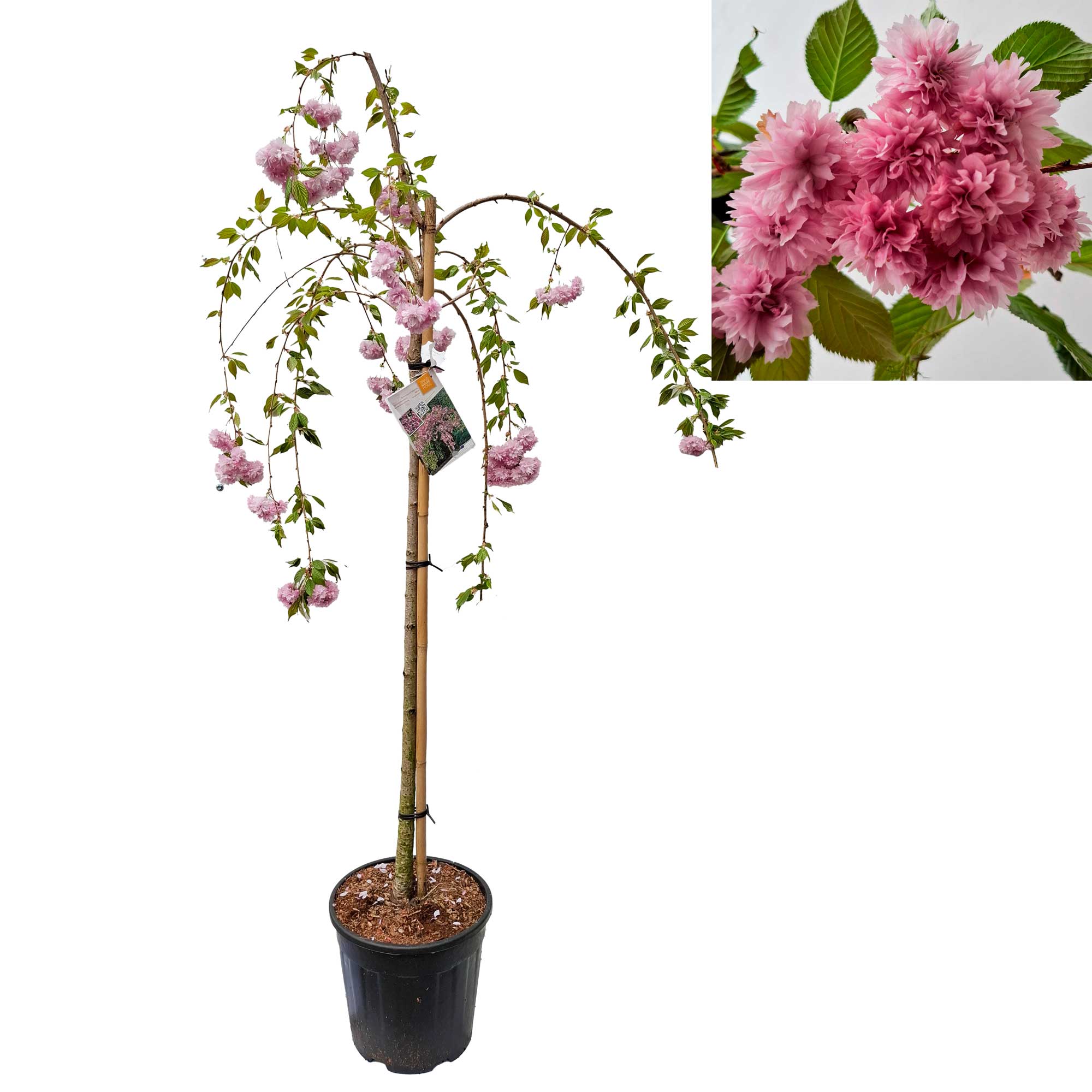 Prunus serr. 'Kiku-shidare-zakura' 120 cm stam C18