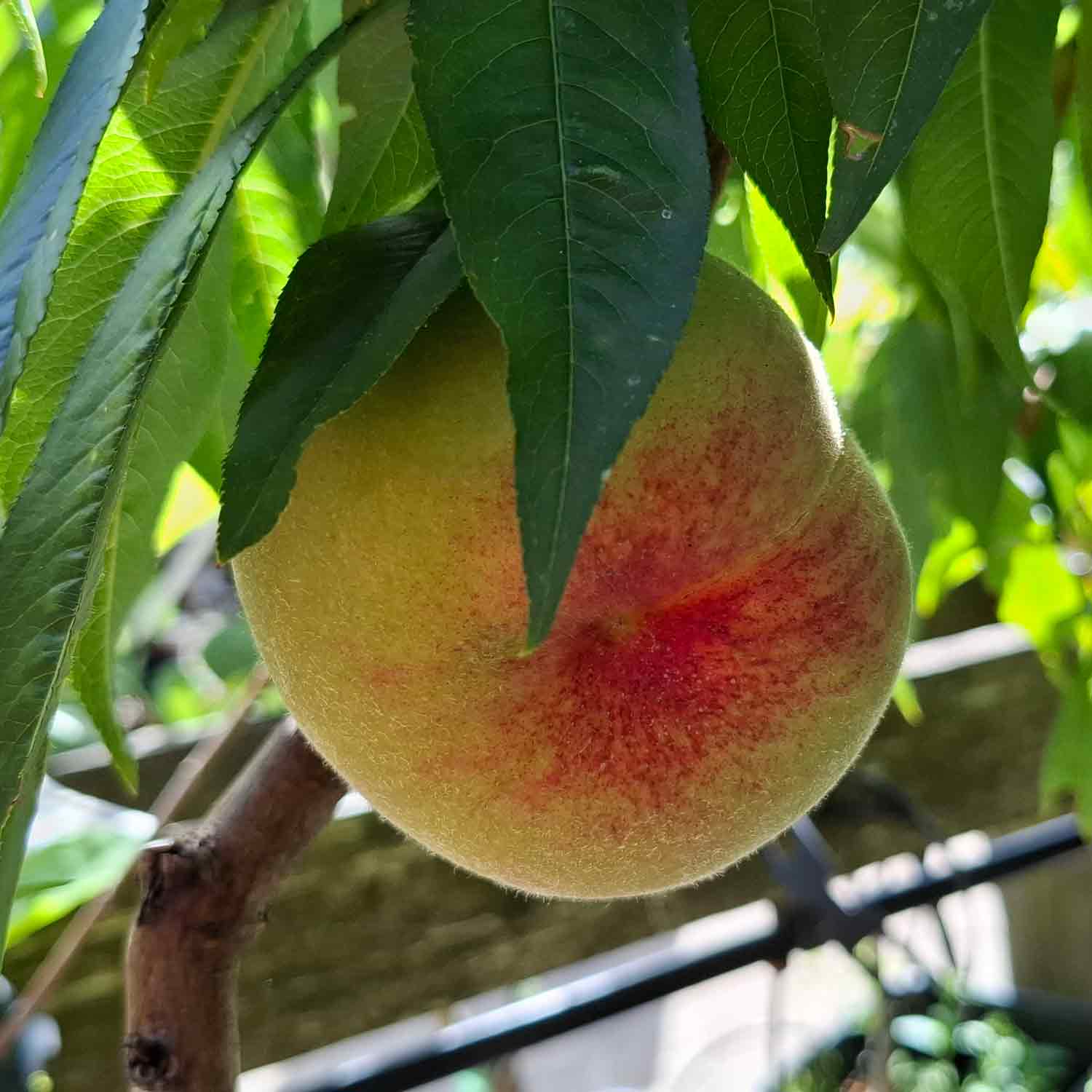 Peach - Prunus Red Heaven