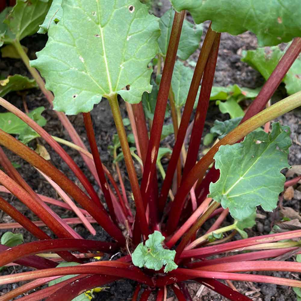 Rheum Everbarber® 'Cropstar'® C3