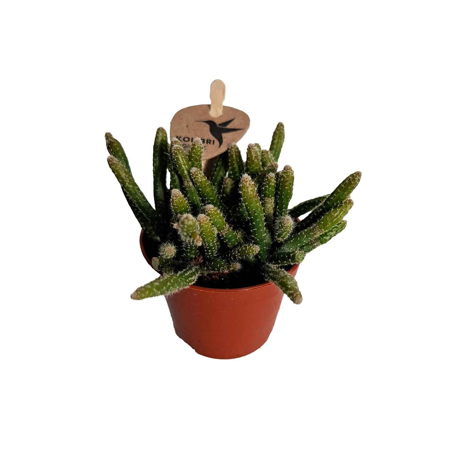 Rhipsalis pilocarpa 6cm