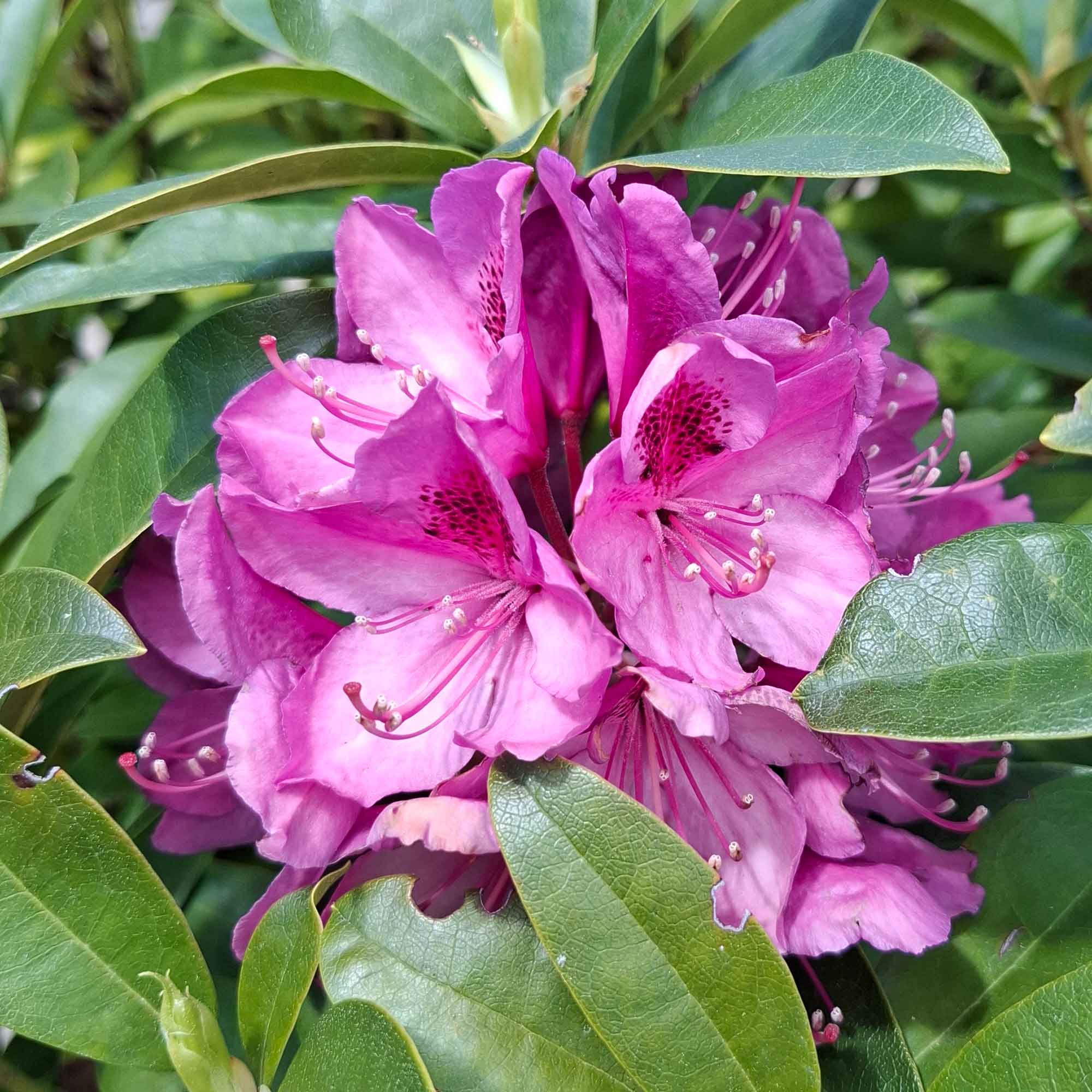 Rhododendron 'Anah Kruschke' 80/100cm C80
