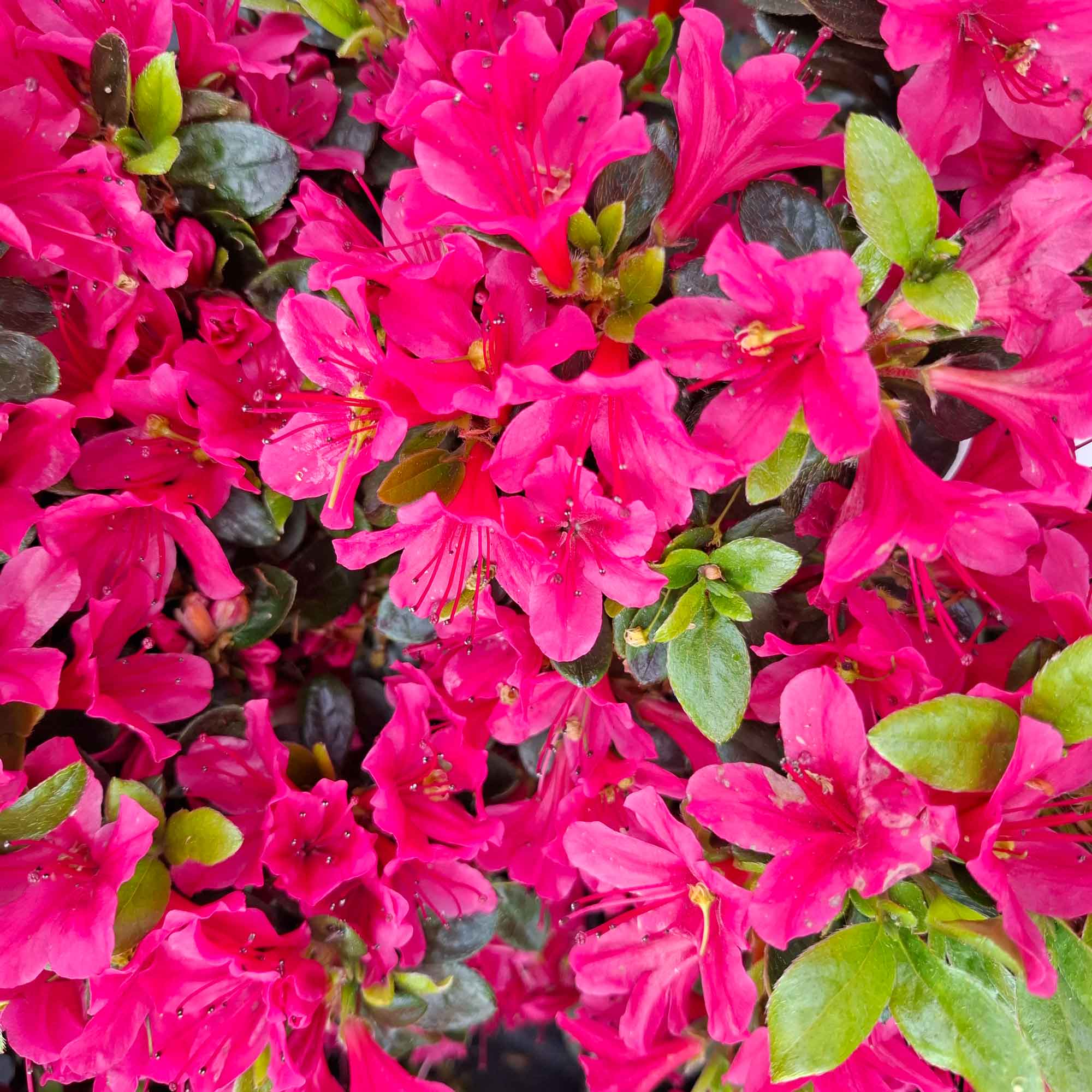 Rhododendron (AJ) 'Geisha Red' 20/25 C2