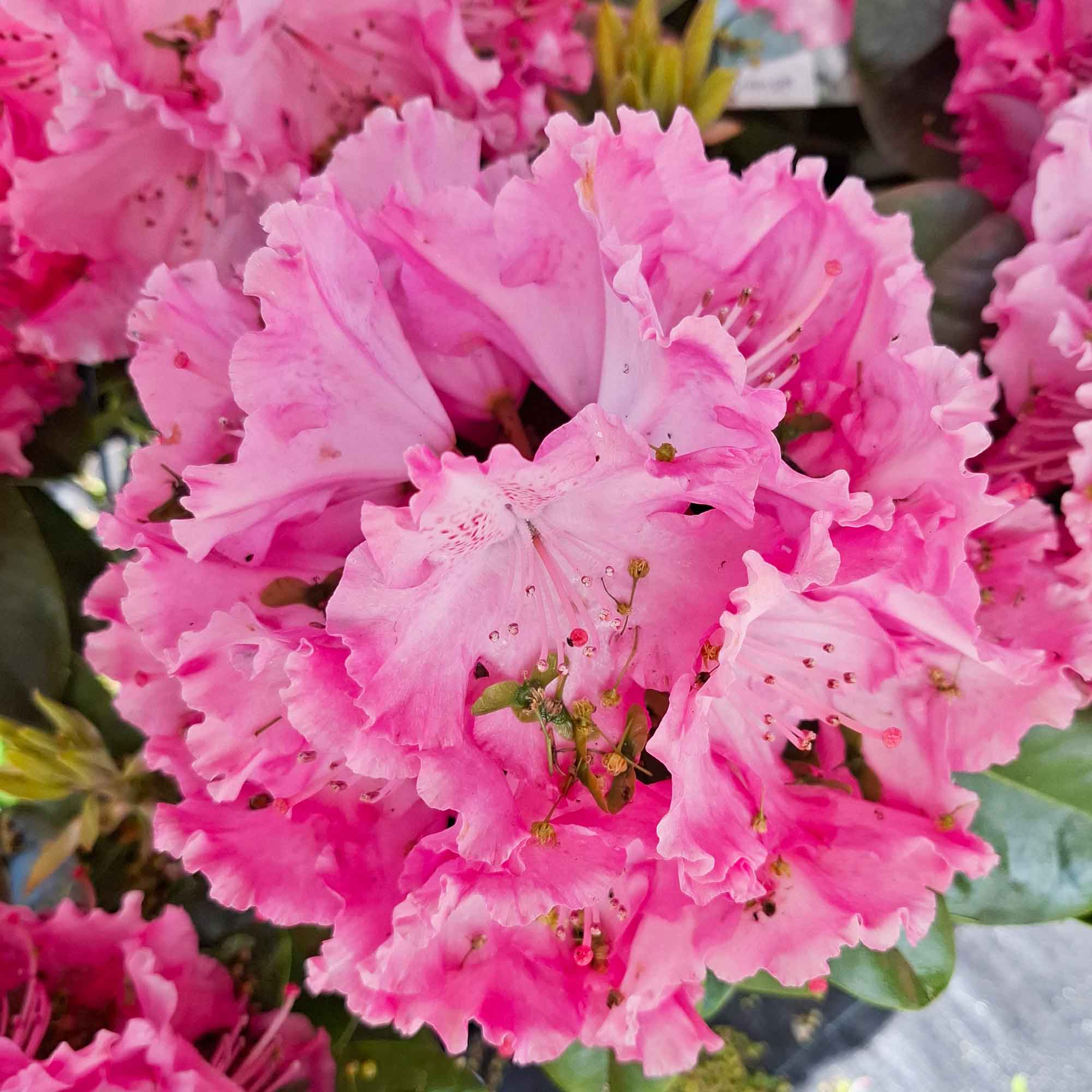 Rhododendron 'Germania' 30/40 C5