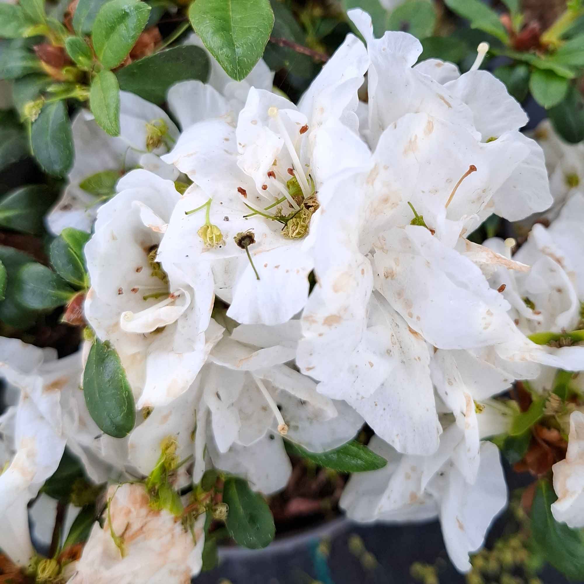 Rhododendron Jap. 'Inas Diamond' 20-25 - C2