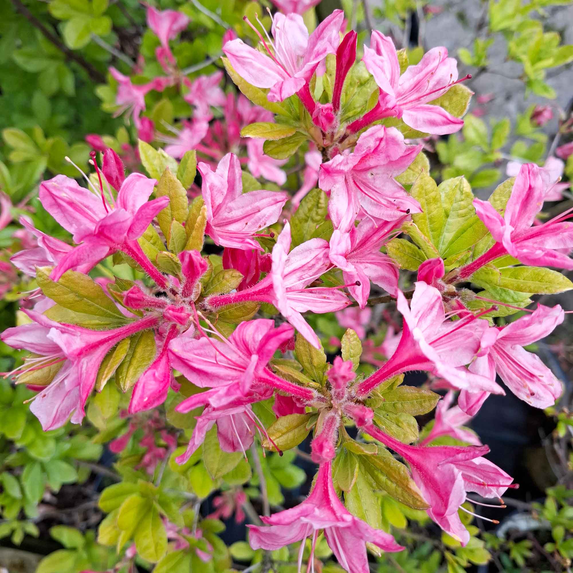 Azalea - Rhododendron 'Jolie Madame' 40-50 - C5