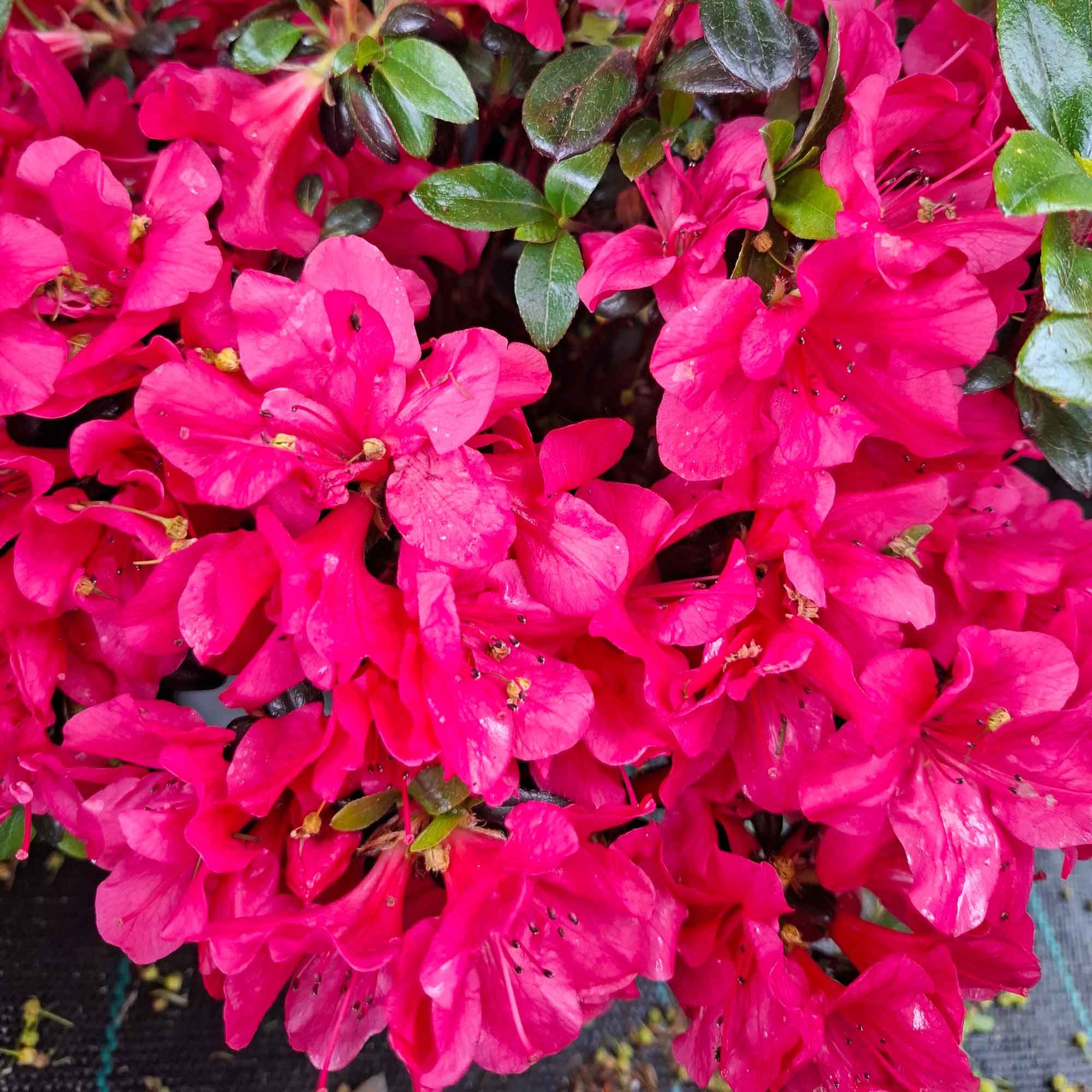 Rhododendron Jap. 'Little Red 20-25 - C2