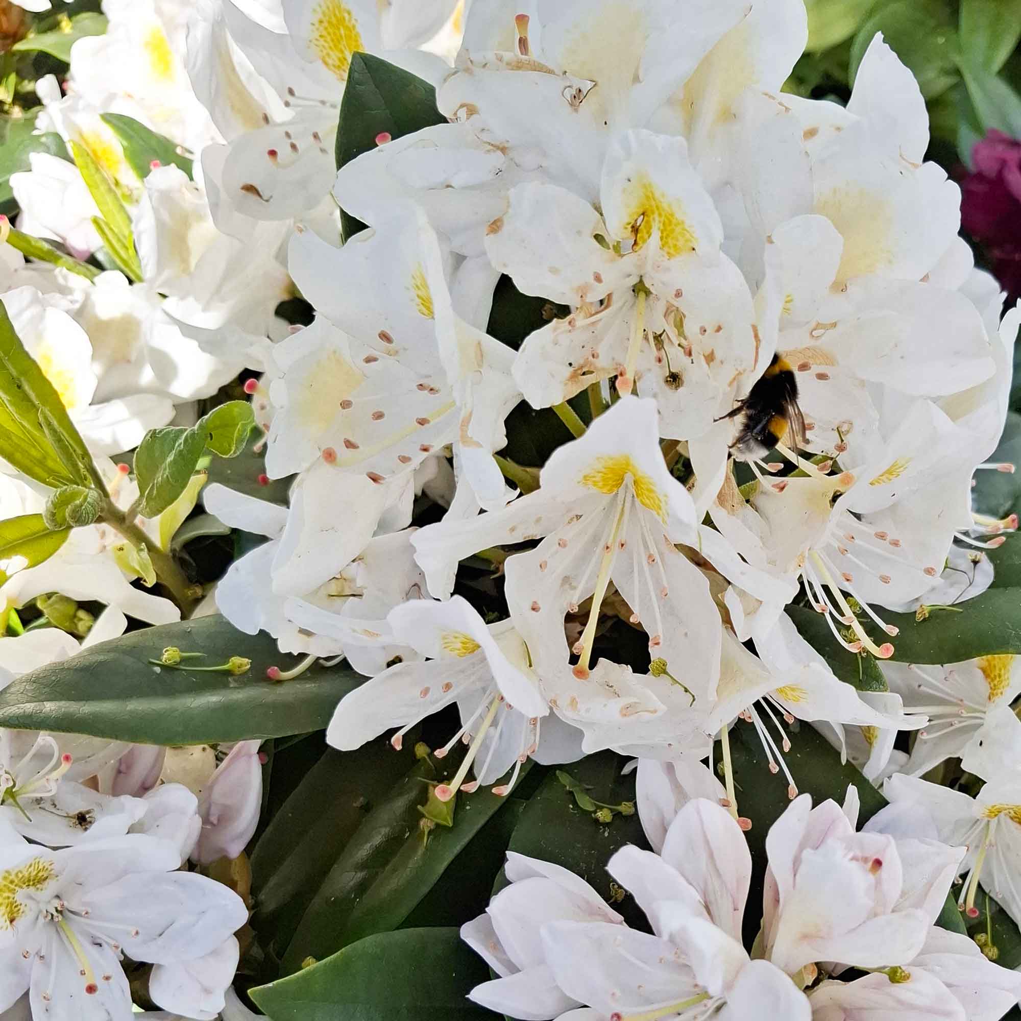 Rhododendron (Catawbiense) 'Madame Masson' 23cm
