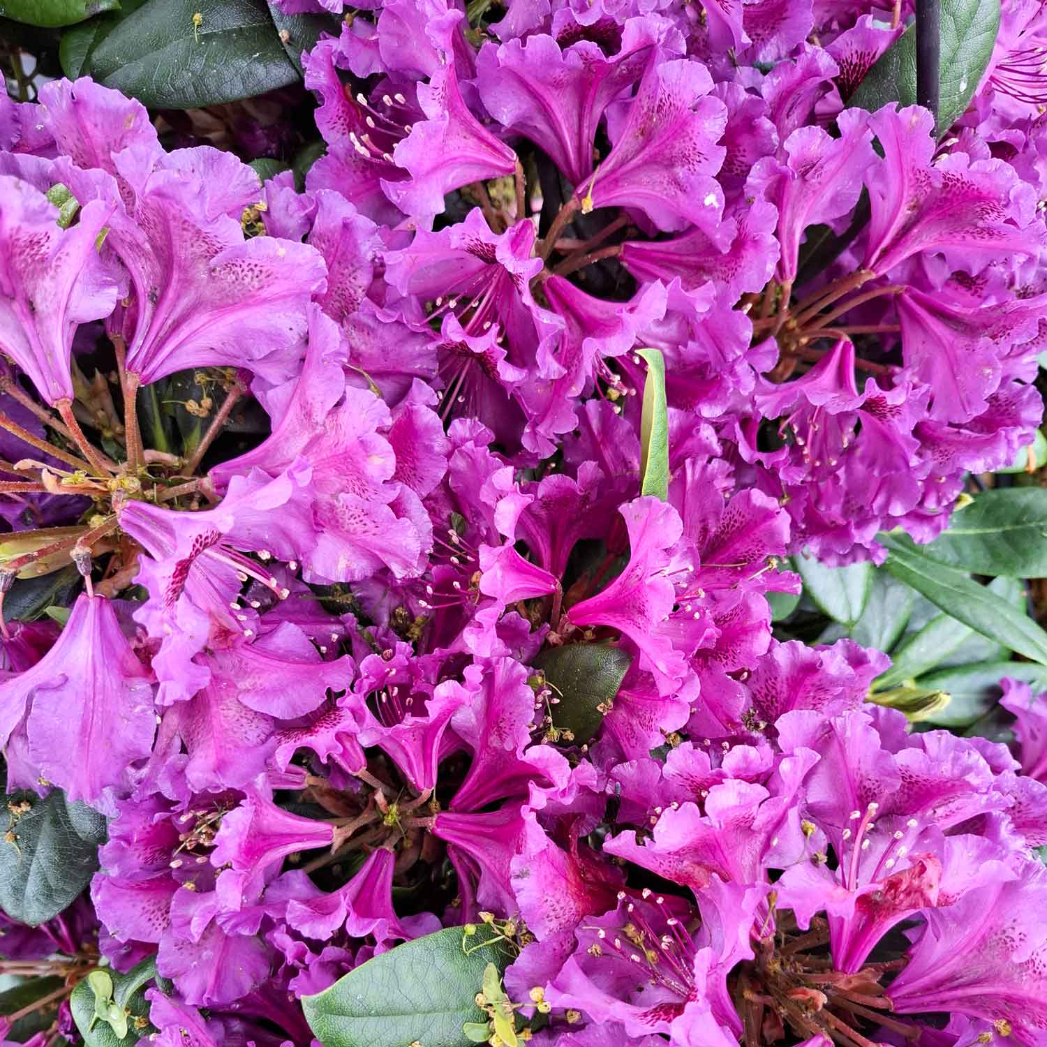Rhododendron 'Orakel' 30-40 - C5