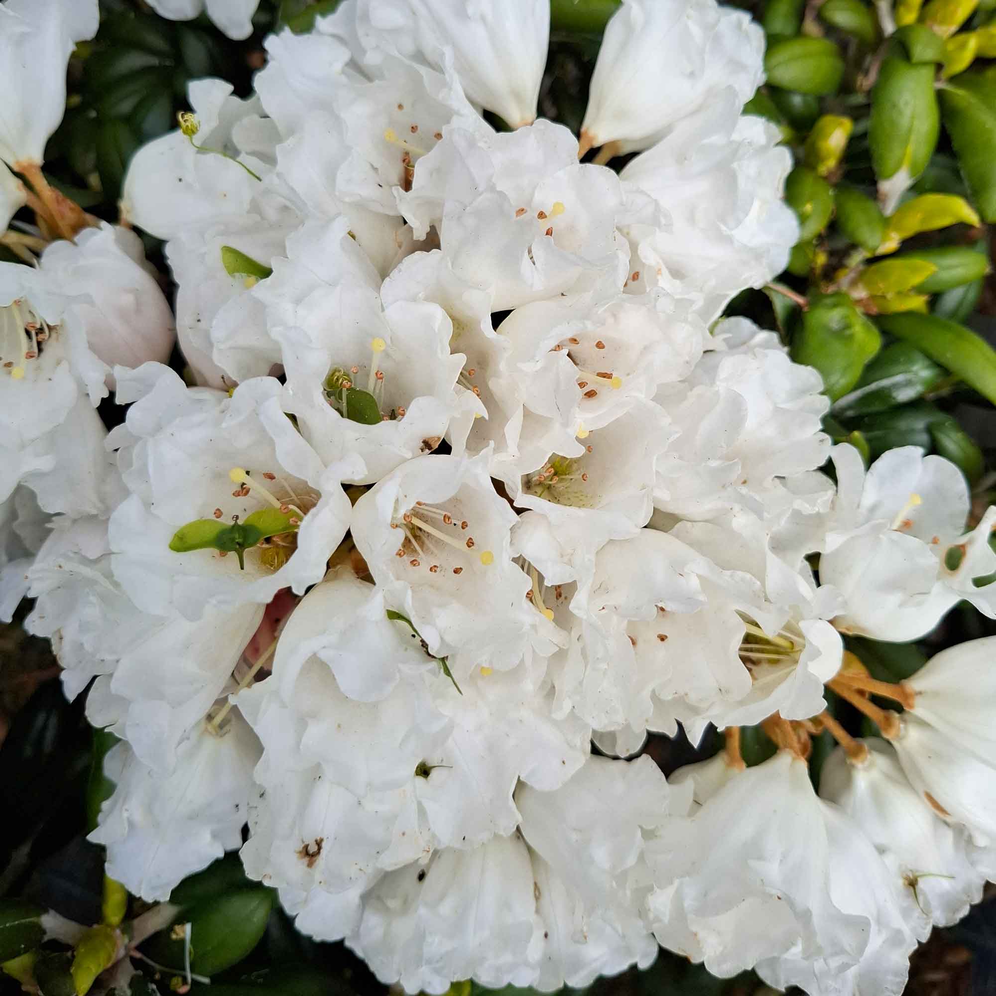 Rhododendron Yak. 'Schneekissen' 30-40 - C5