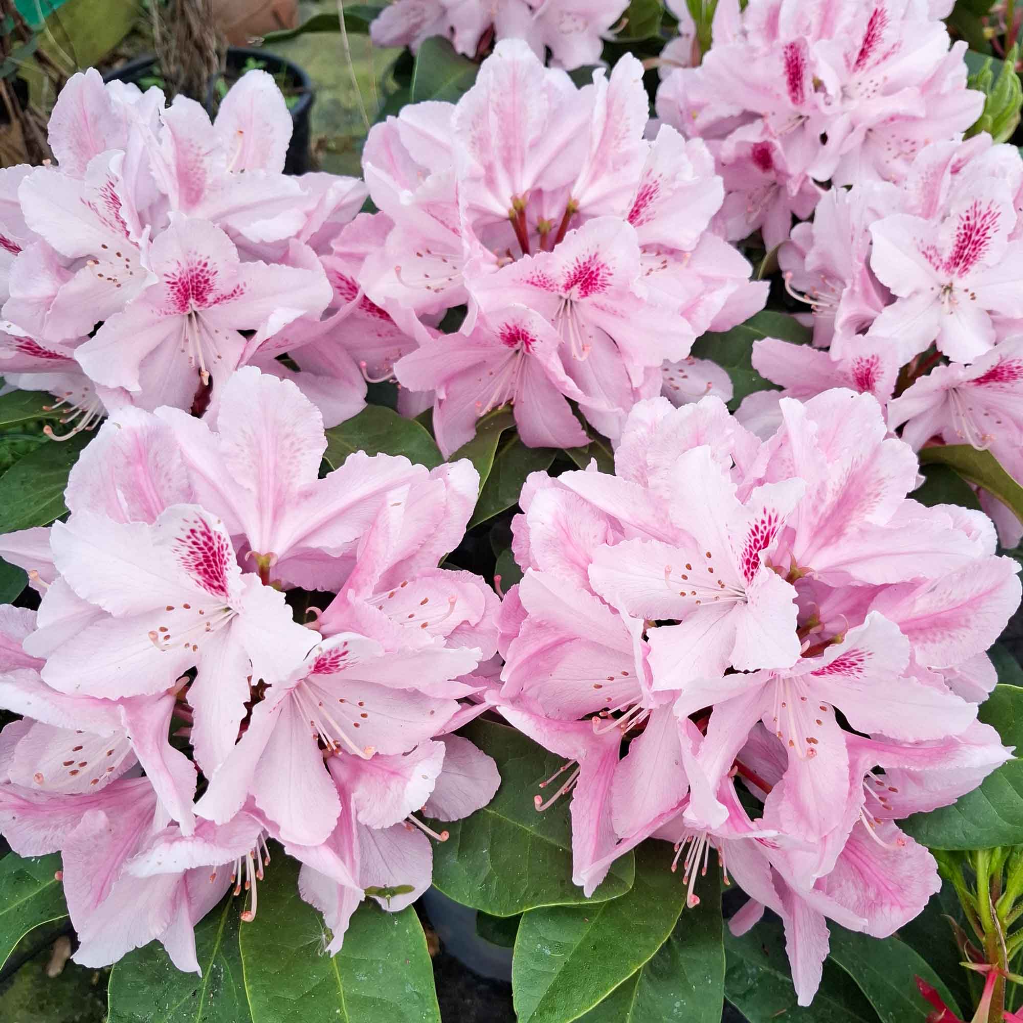 Rhododendron 'Furnivall's Daughter' 30-40 - C5