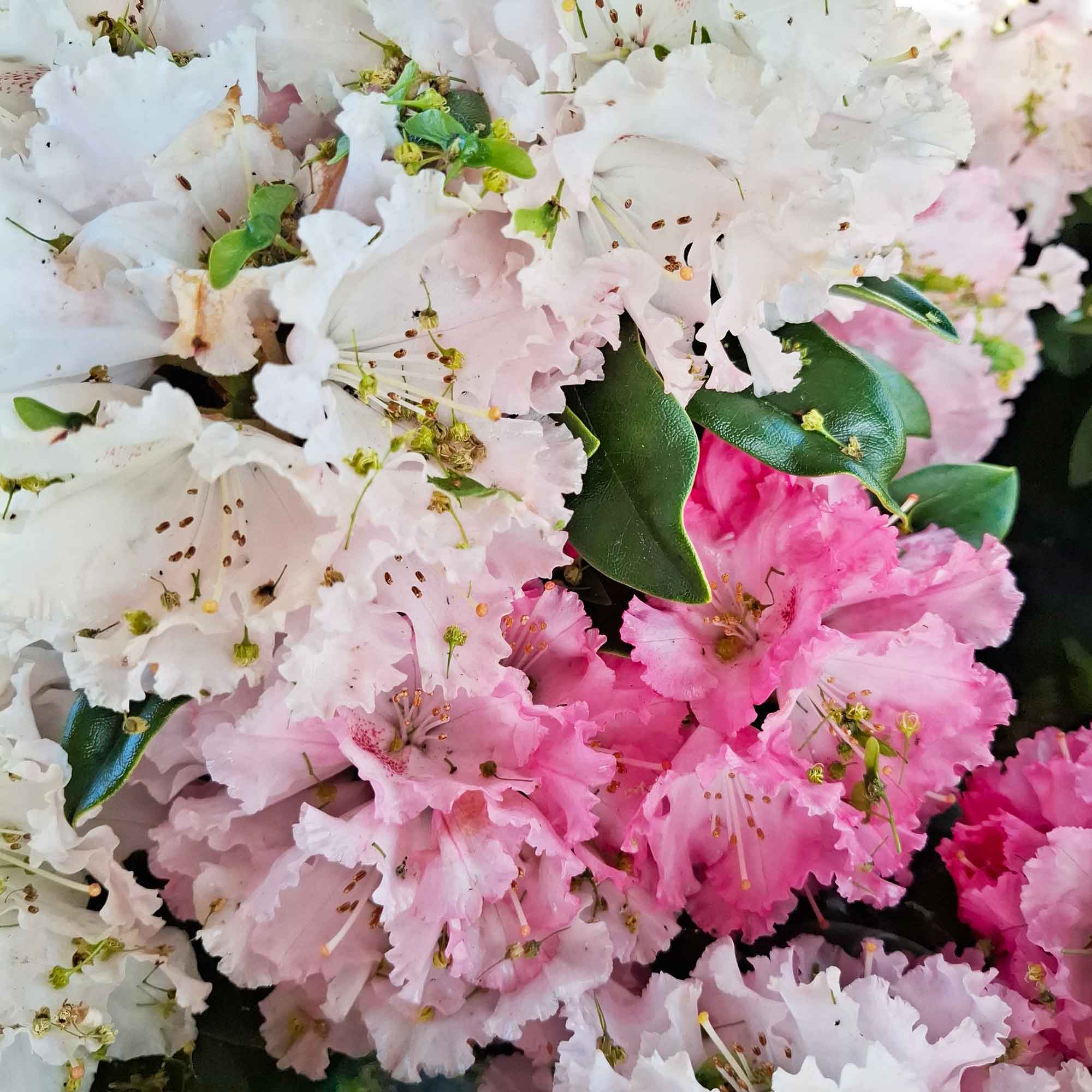 Rhododendron Yak. 'Astrid' 30-40 - C5