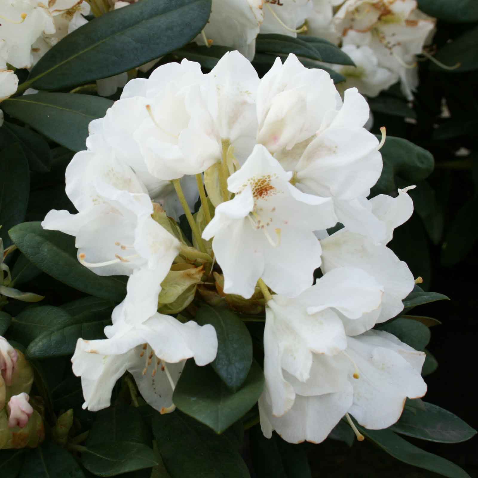 Rhodo (Y) 'Porzellan' white 30-40 cm C10