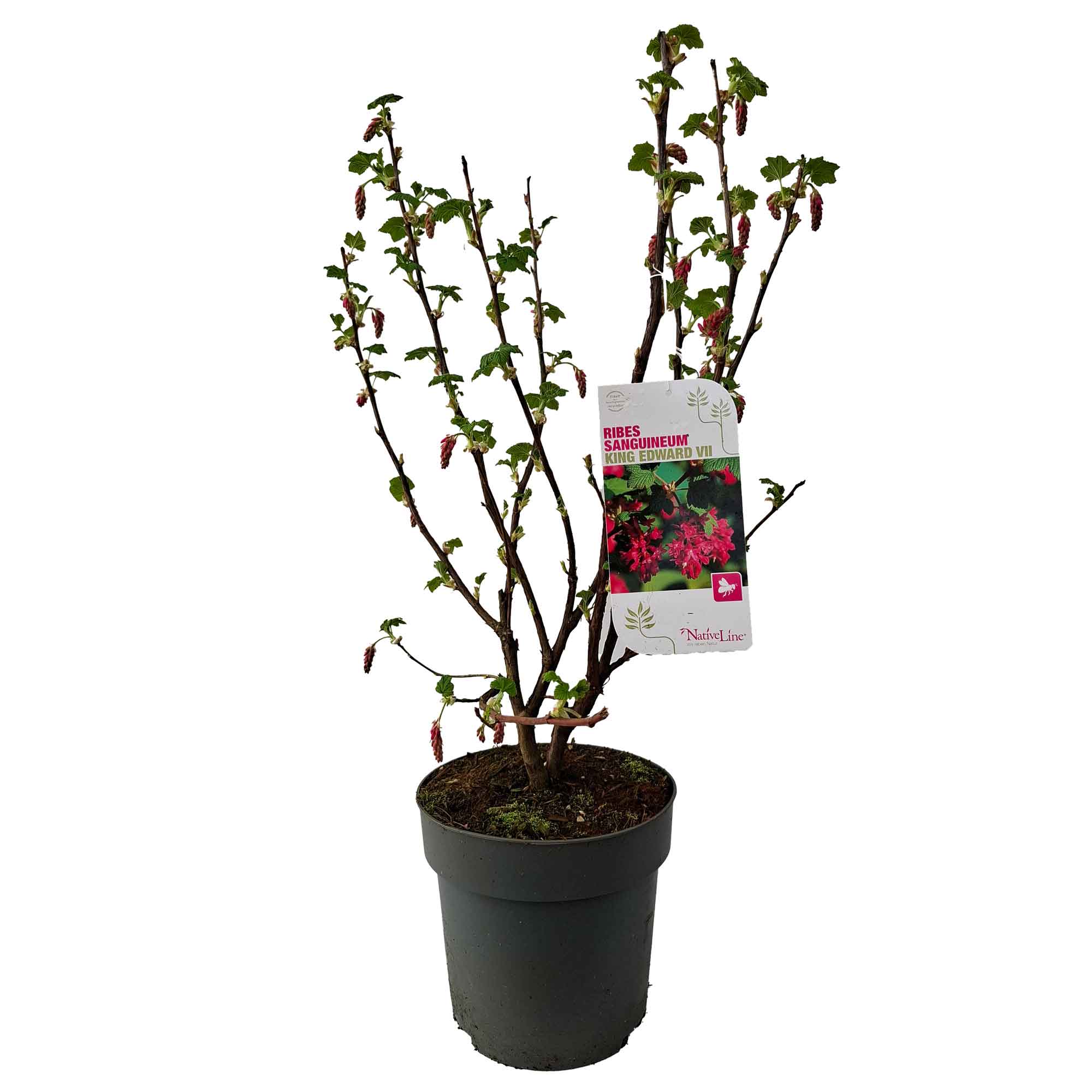 Ribes sång. 'King Edward VII' C4,6 50-60 CM