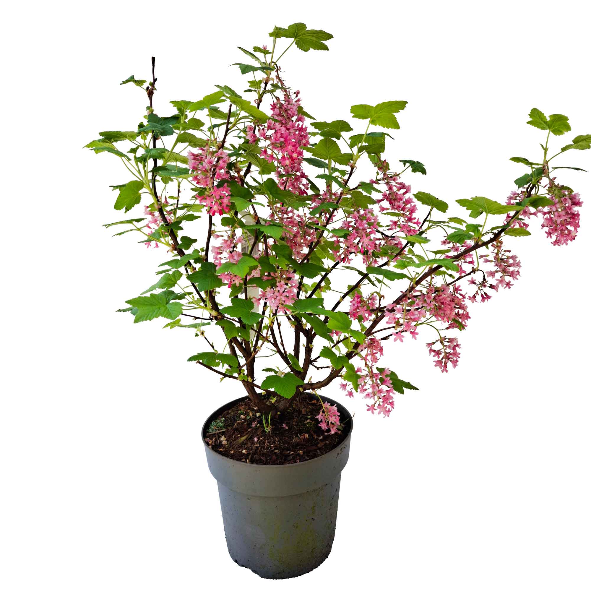 Ribes sång. 'Kung Edward VII' 40-50 C3
