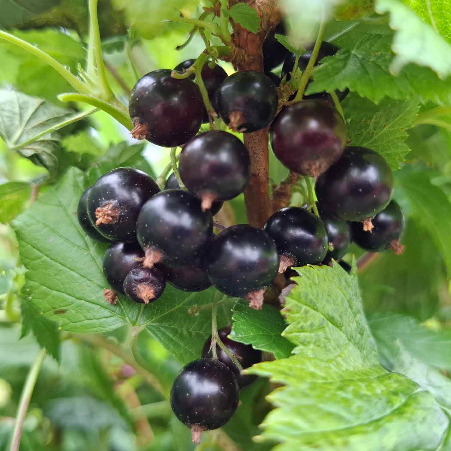 Blackcurrant Ben Finlay 5.5L pot