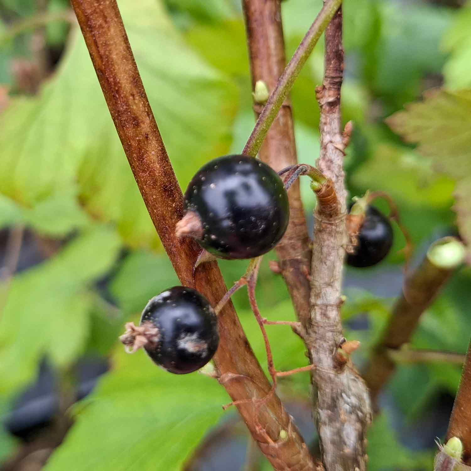 Blackcurrant 'Ben Lomond'