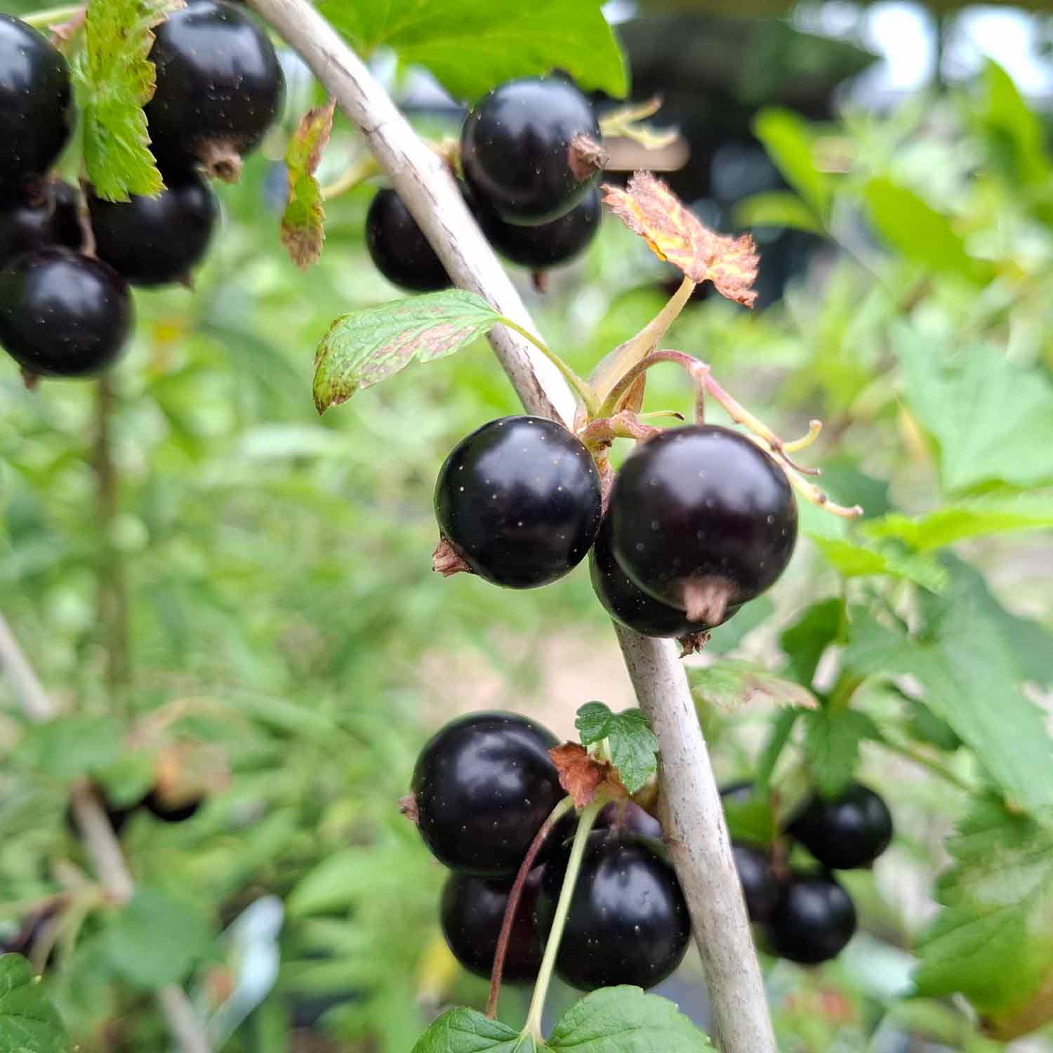 Blackcurrant Big Ben Nigrum 5.5L pot
