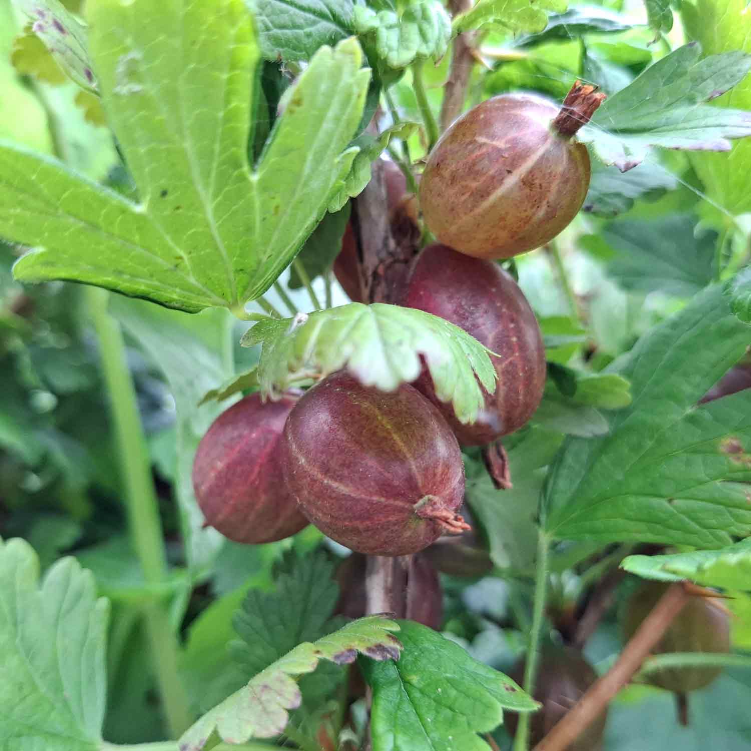 Captivator Tornfri Stikkelsbær Ribes