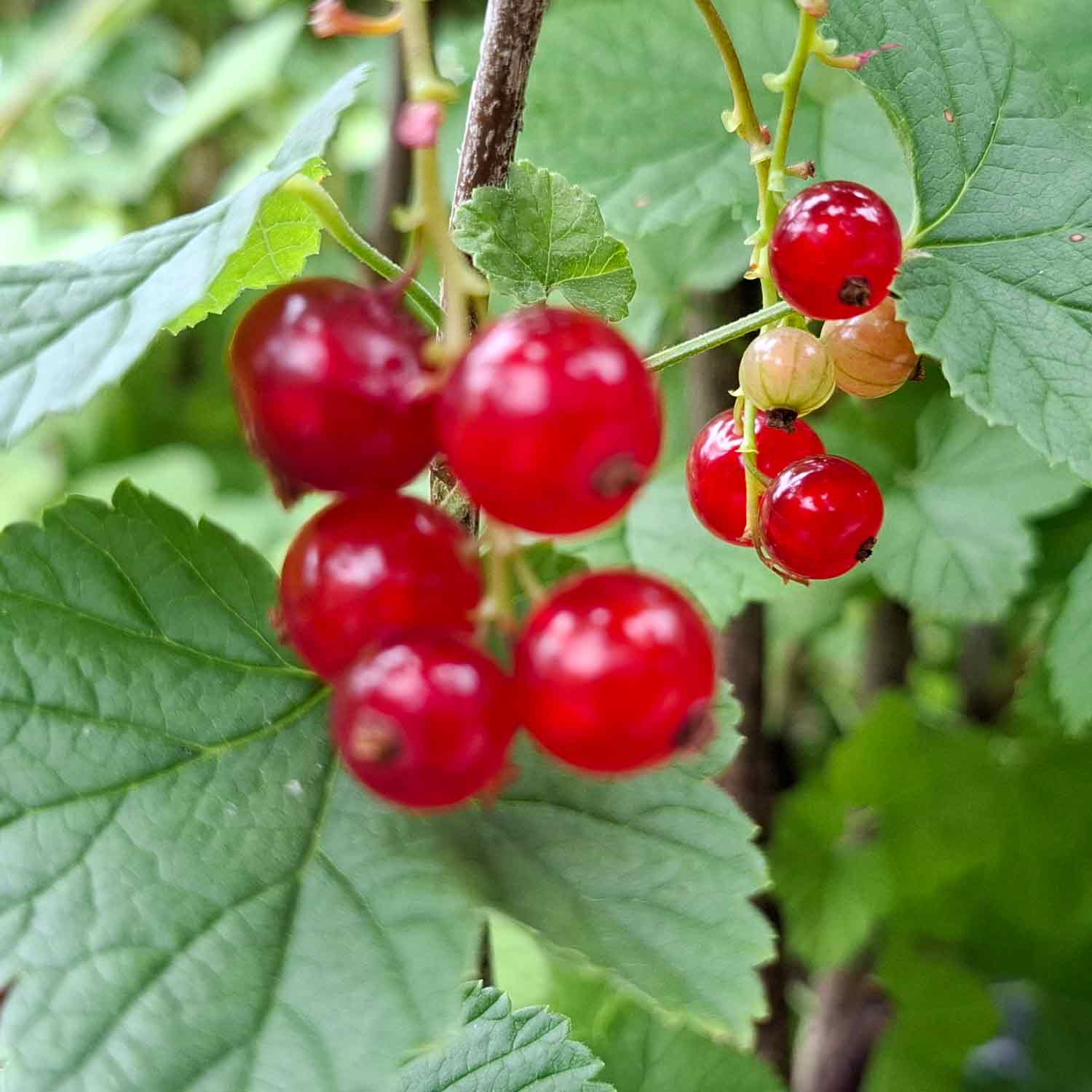 Currant Junkher Van Tets 'Cac' 5.5L pot