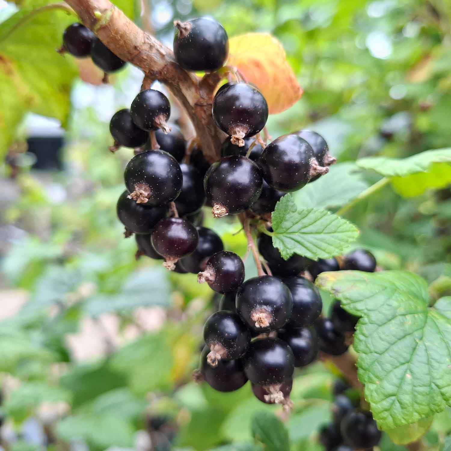 Blackcurrant Øjebyn Cac 5.5L pot
