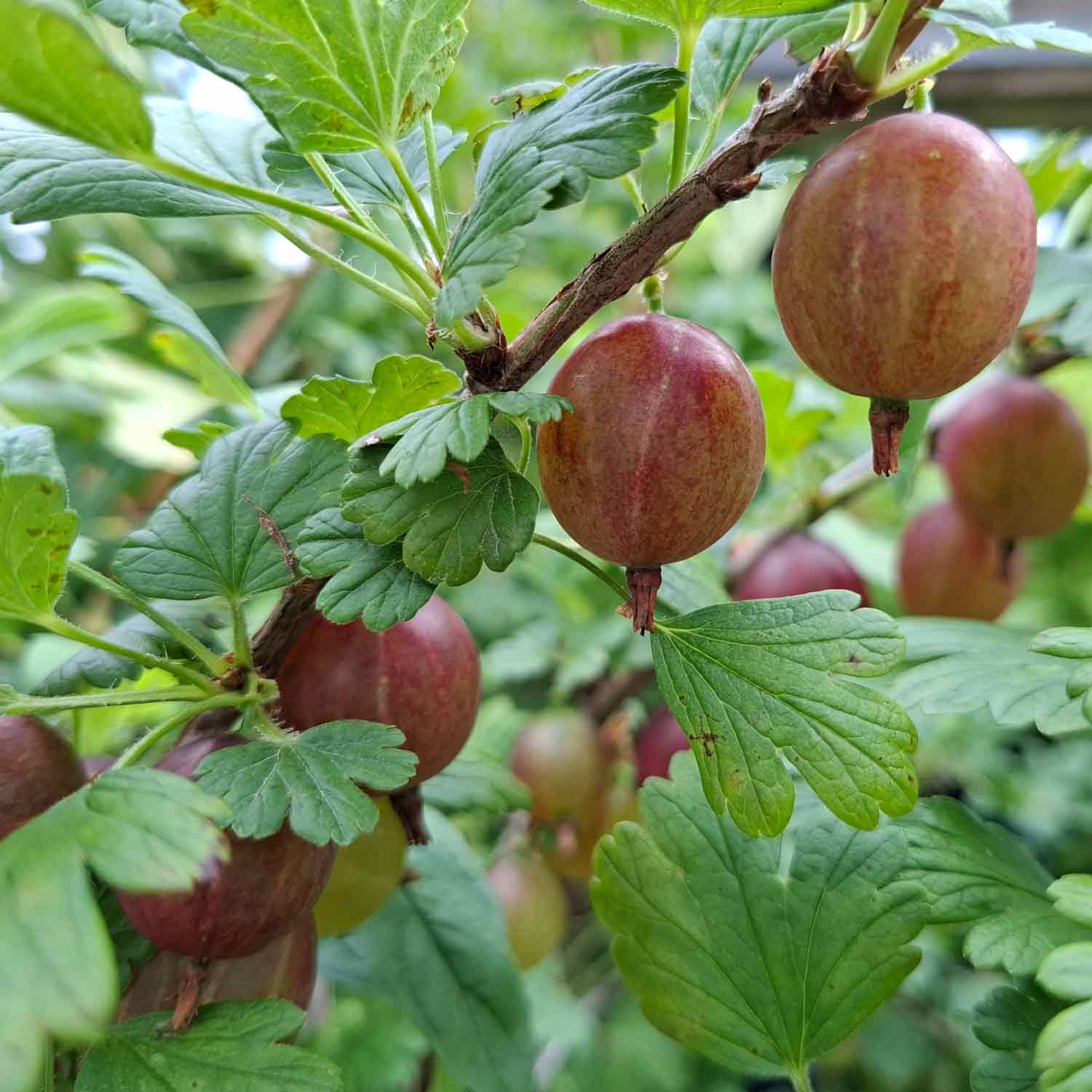 Ribes uva-crispa 'Hinnonmäki rot' C2 30- 40