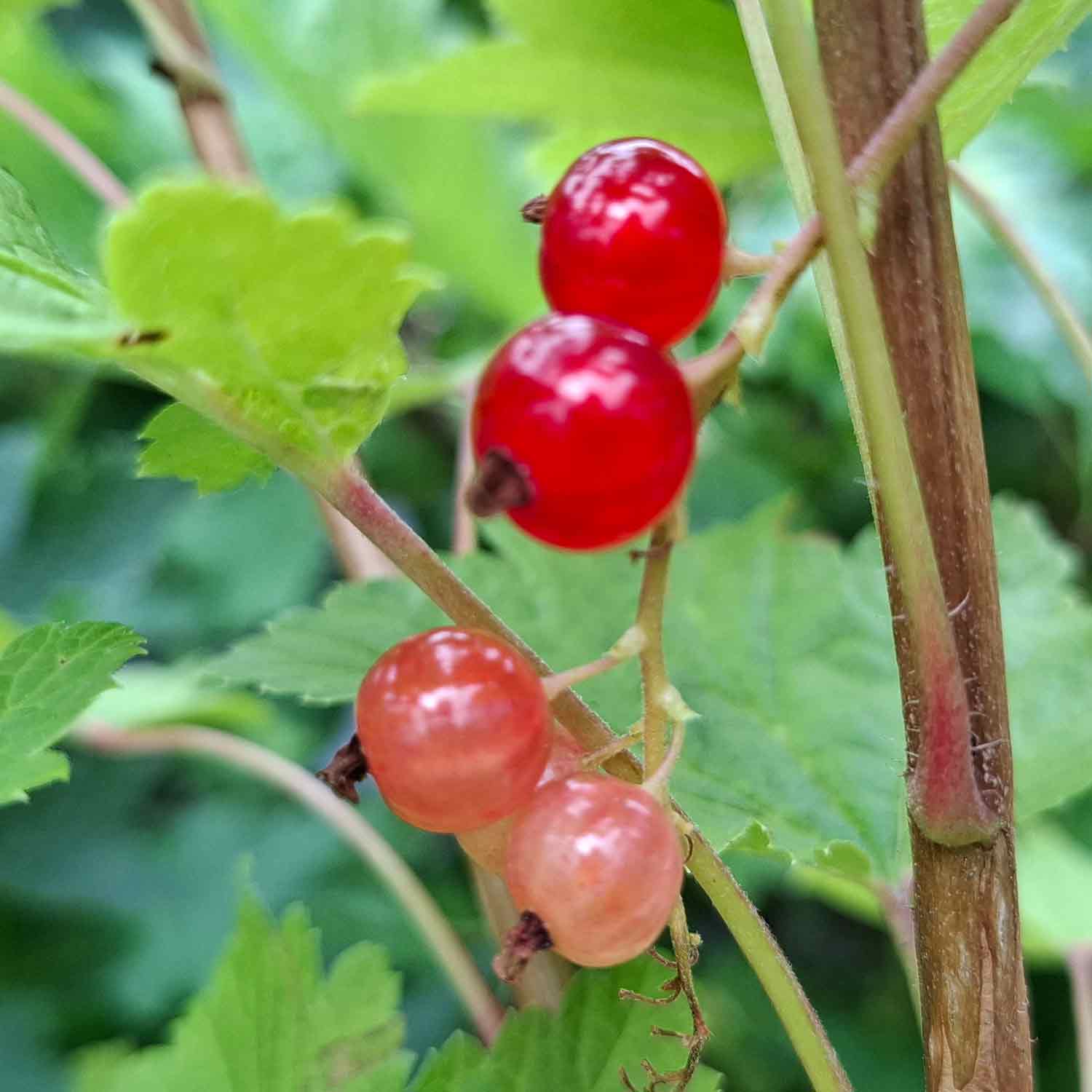 Currant Red Dutch 5.5L pot