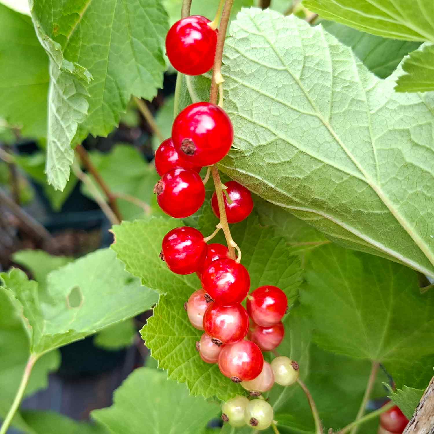 Currant Rolan 'Cac' 5.5L pot