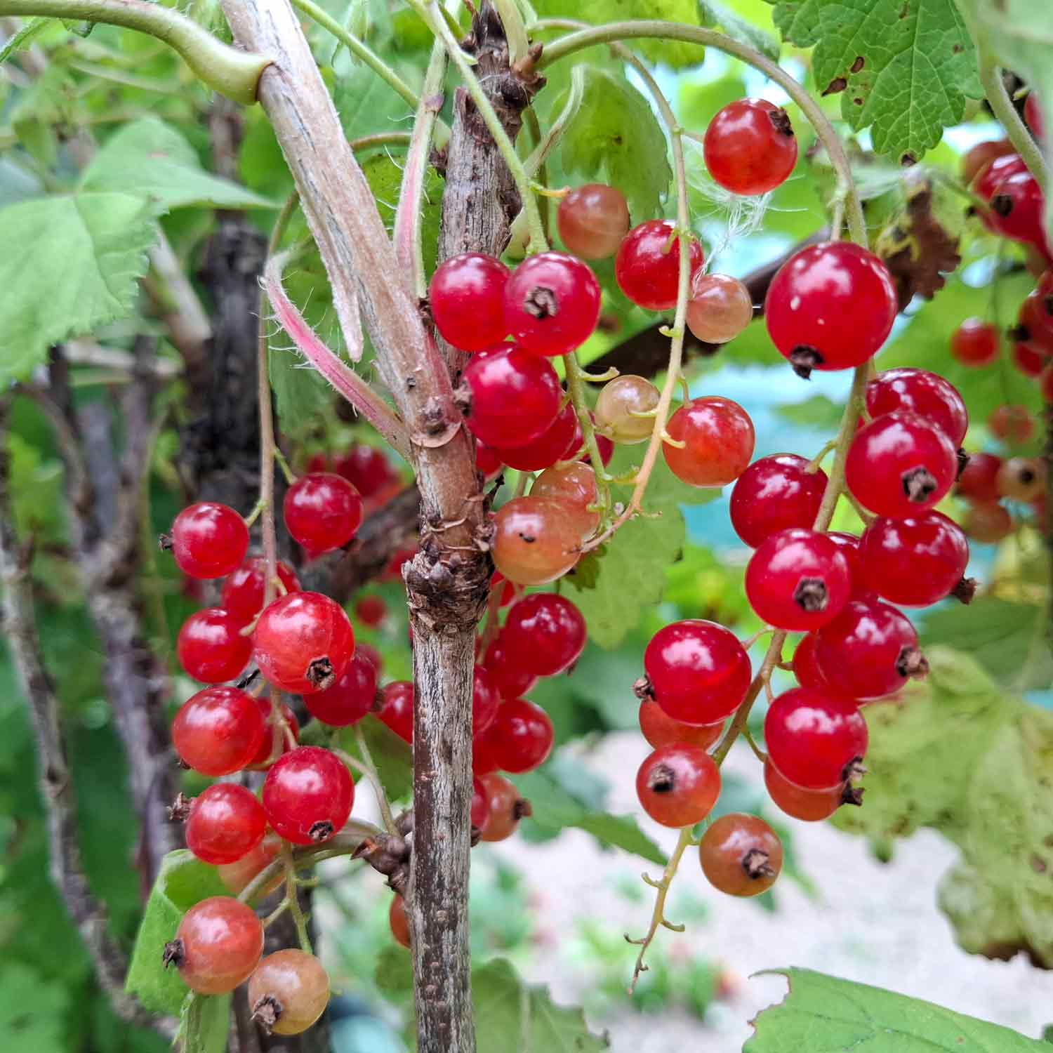 Currant Rondom 5.5L pot