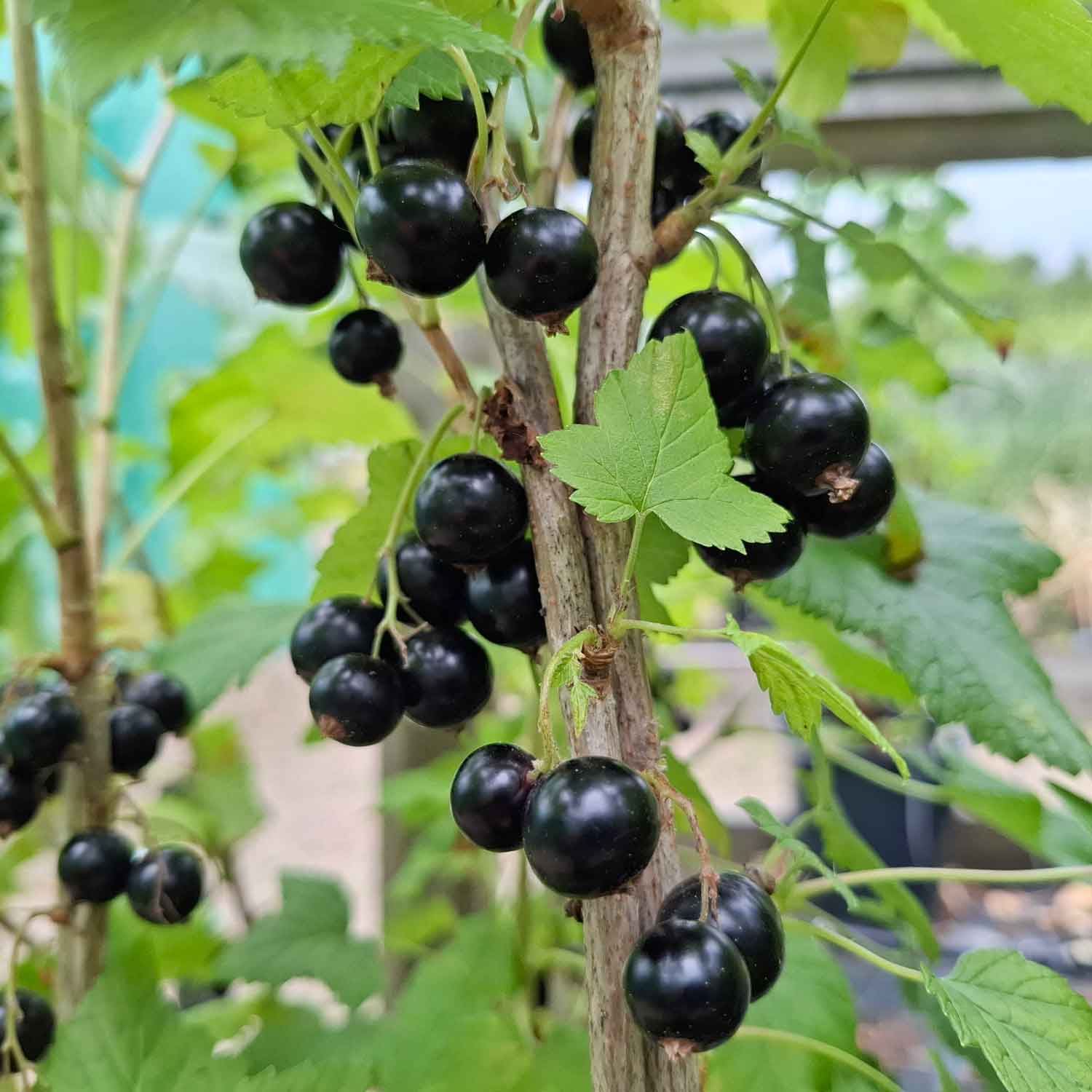 Blackcurrant Titania 5.5L pot