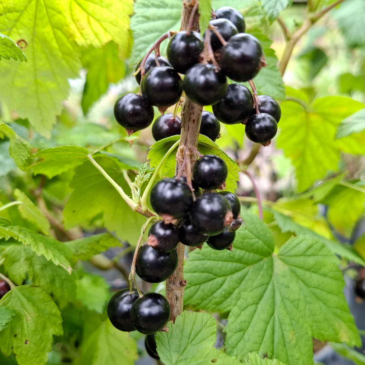 Blackcurrant Titania 5.5L pot