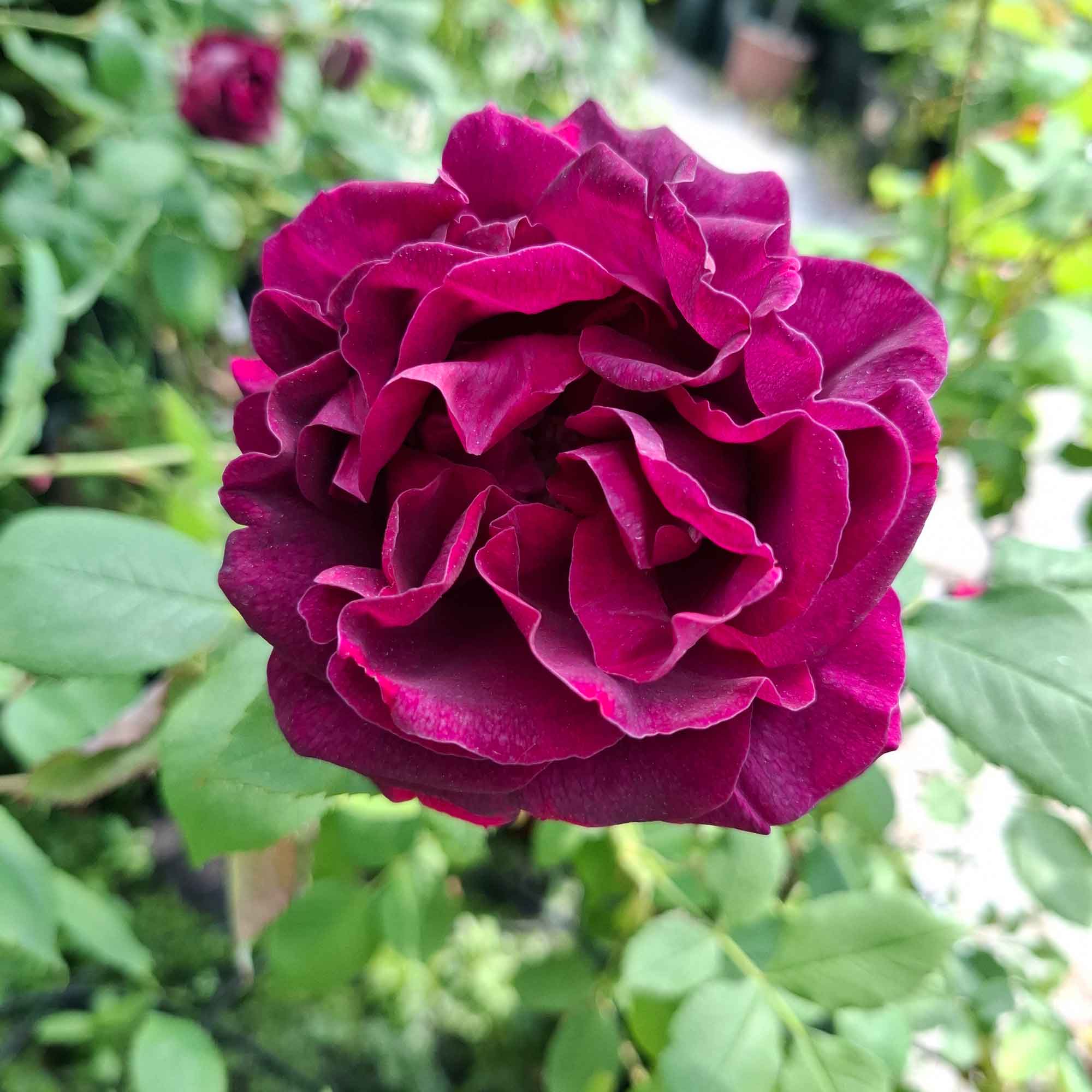 Rosa 'Rose du Roi'