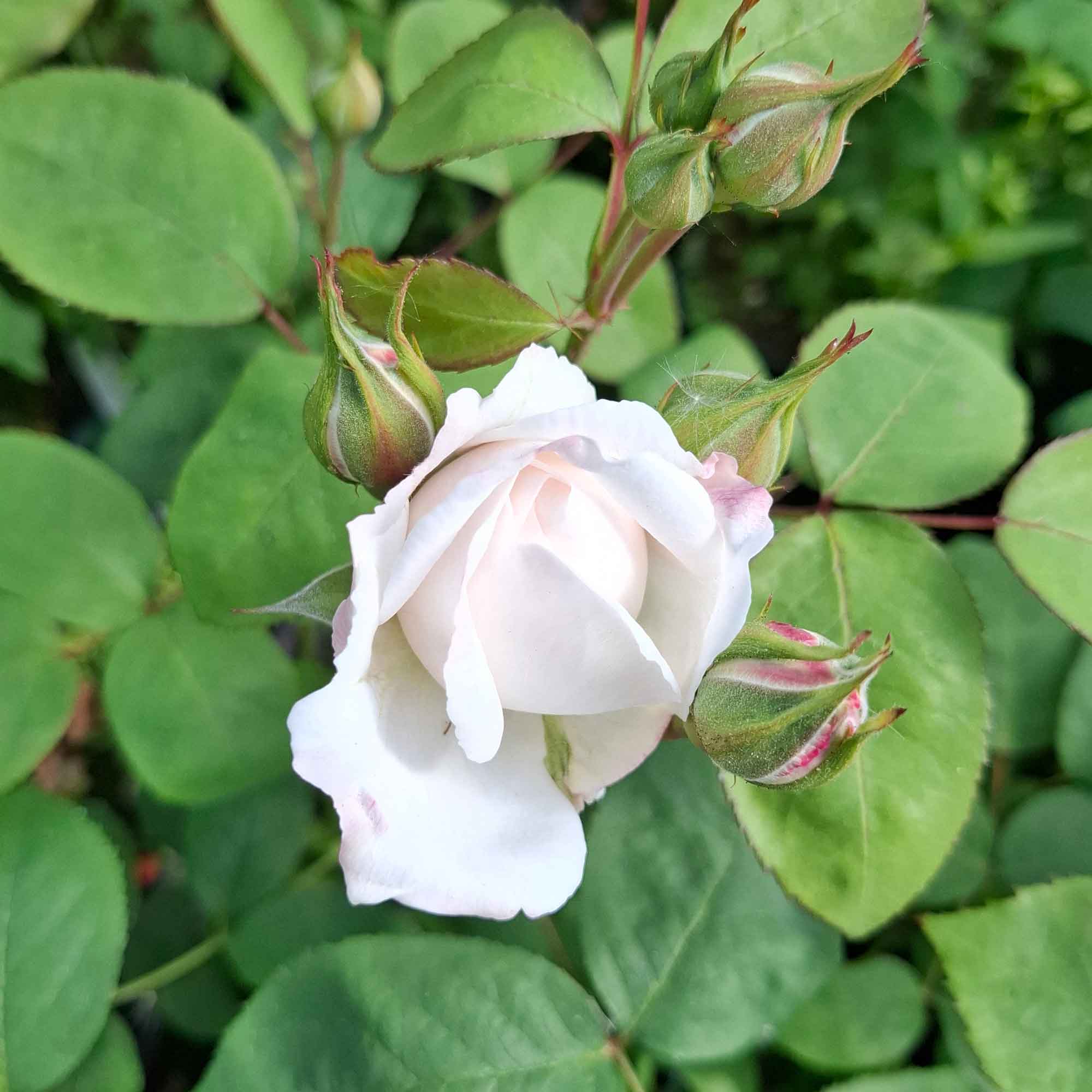 Rose 'Winchester Cathedral' - (Auscat)