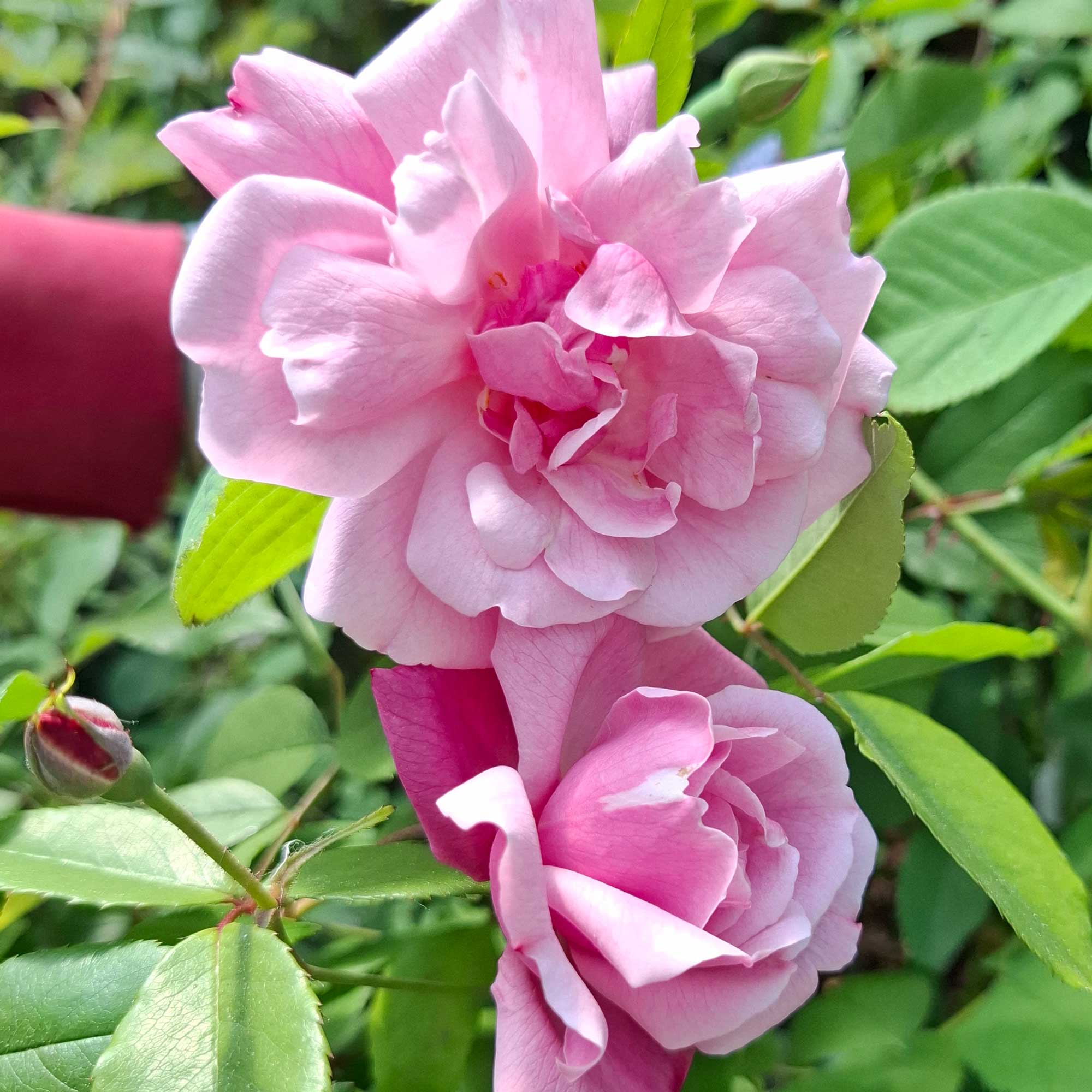 Rose chinensis 'Old Blush'