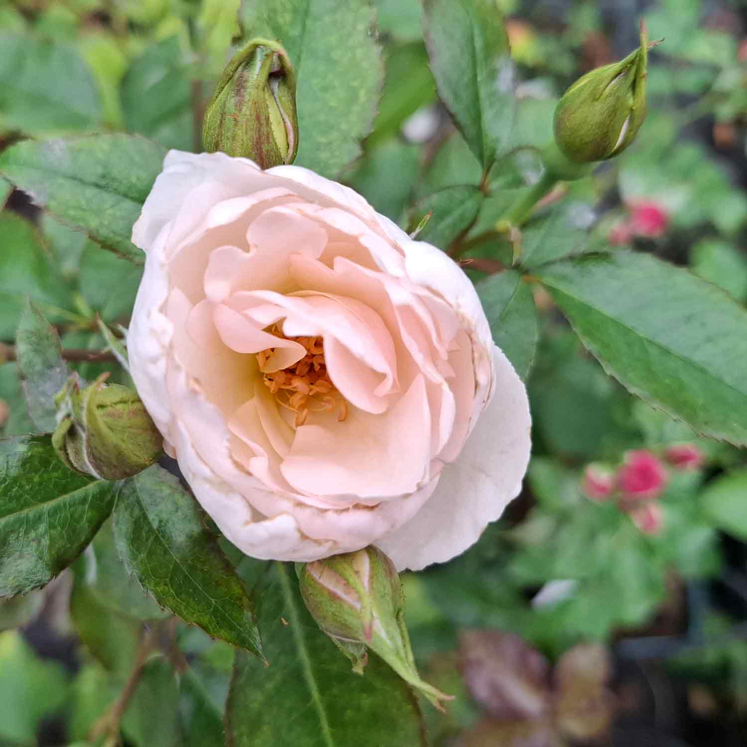 Rose 'Inger Forever'