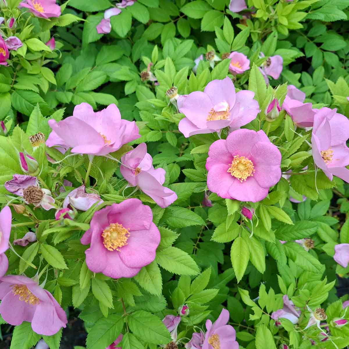 Rosa 'Jam-A-Licious'®