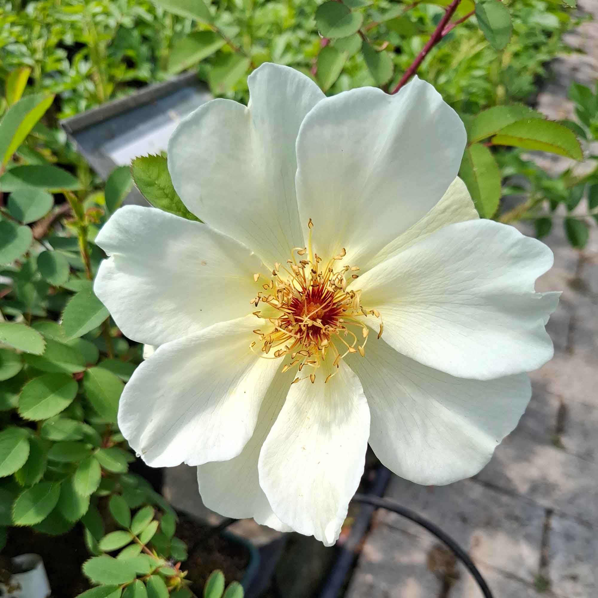 Rosa pimpinellifolia 'Aïcha'