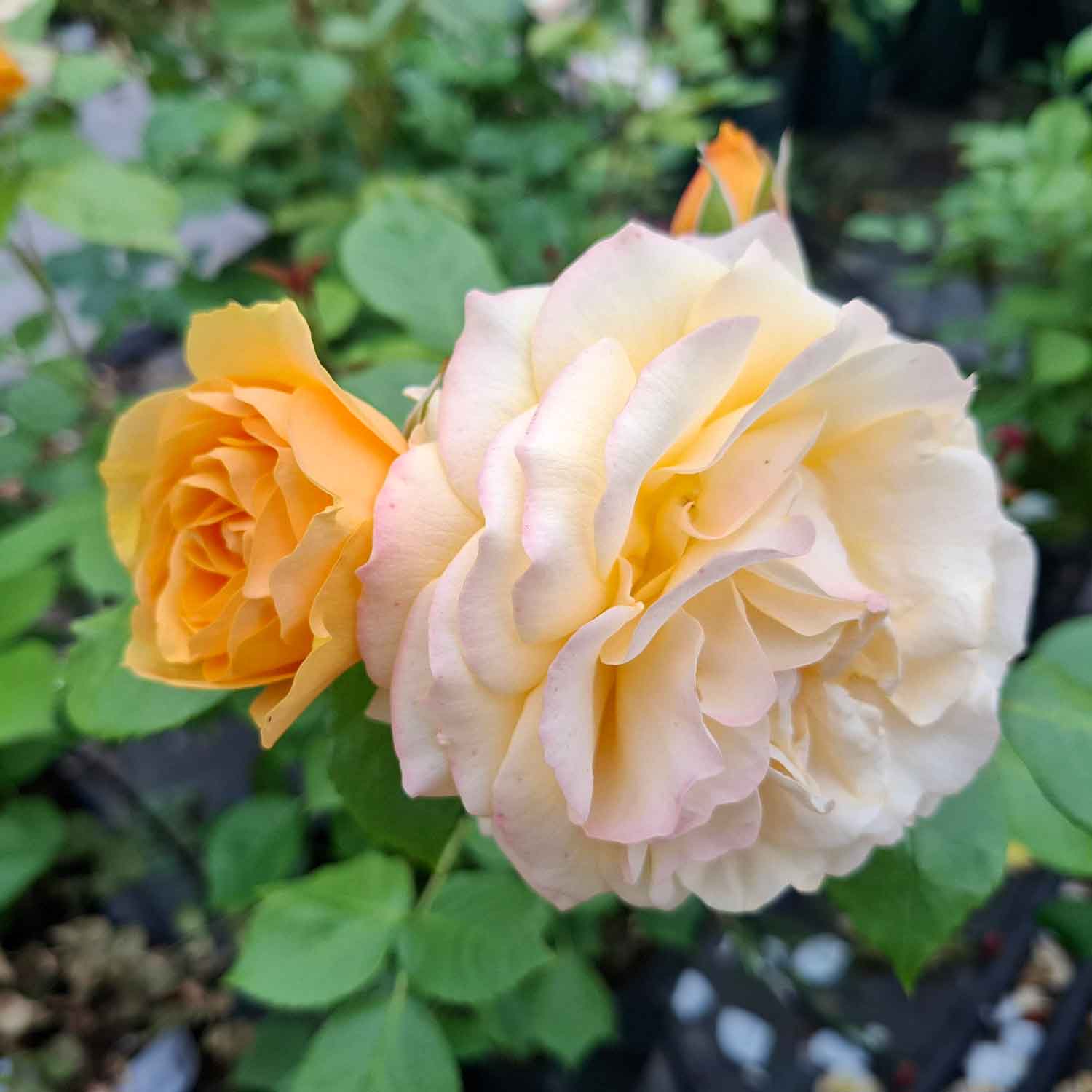 Rose 'Absolutely Fabulous'