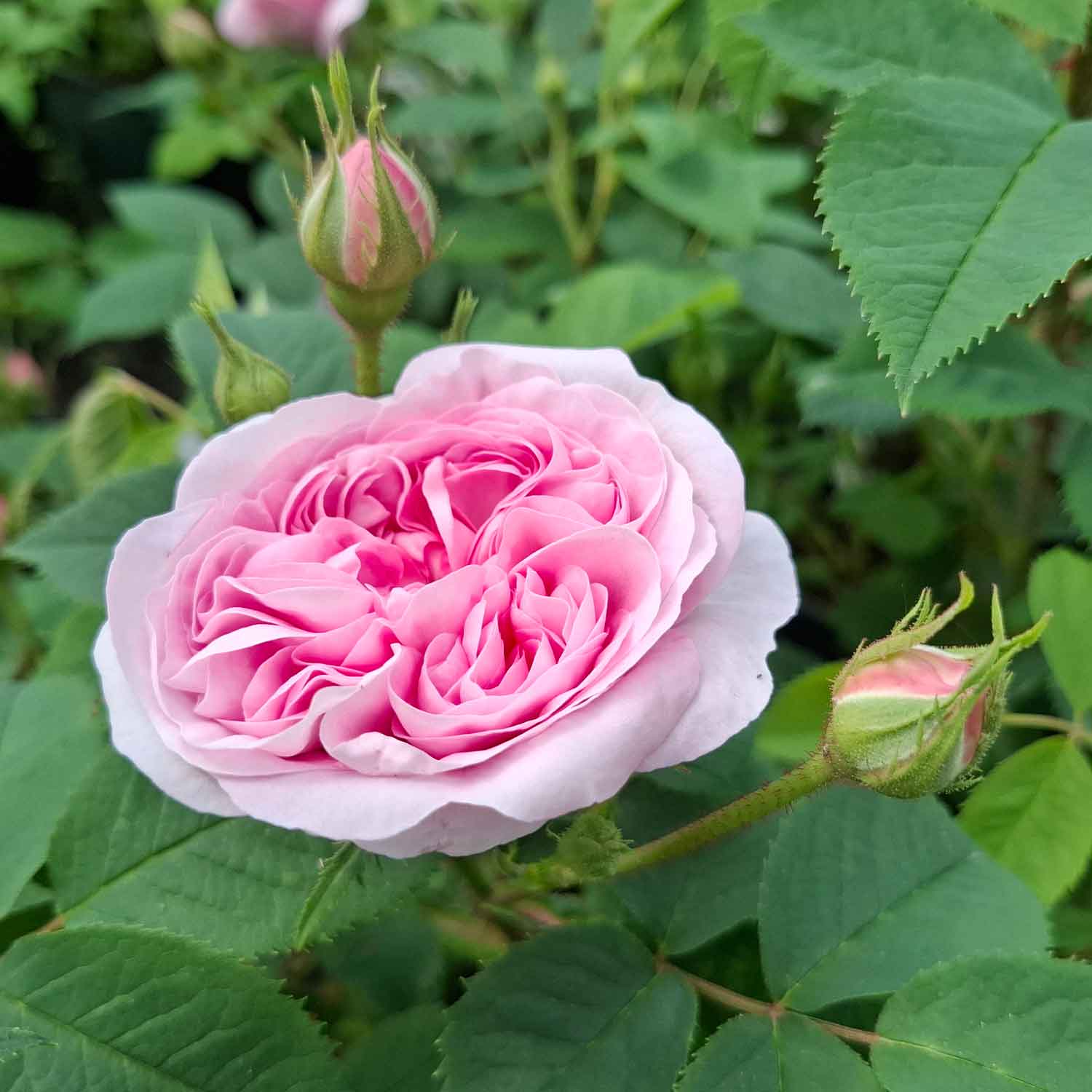 Rose alba 'Drottning av Danmark'