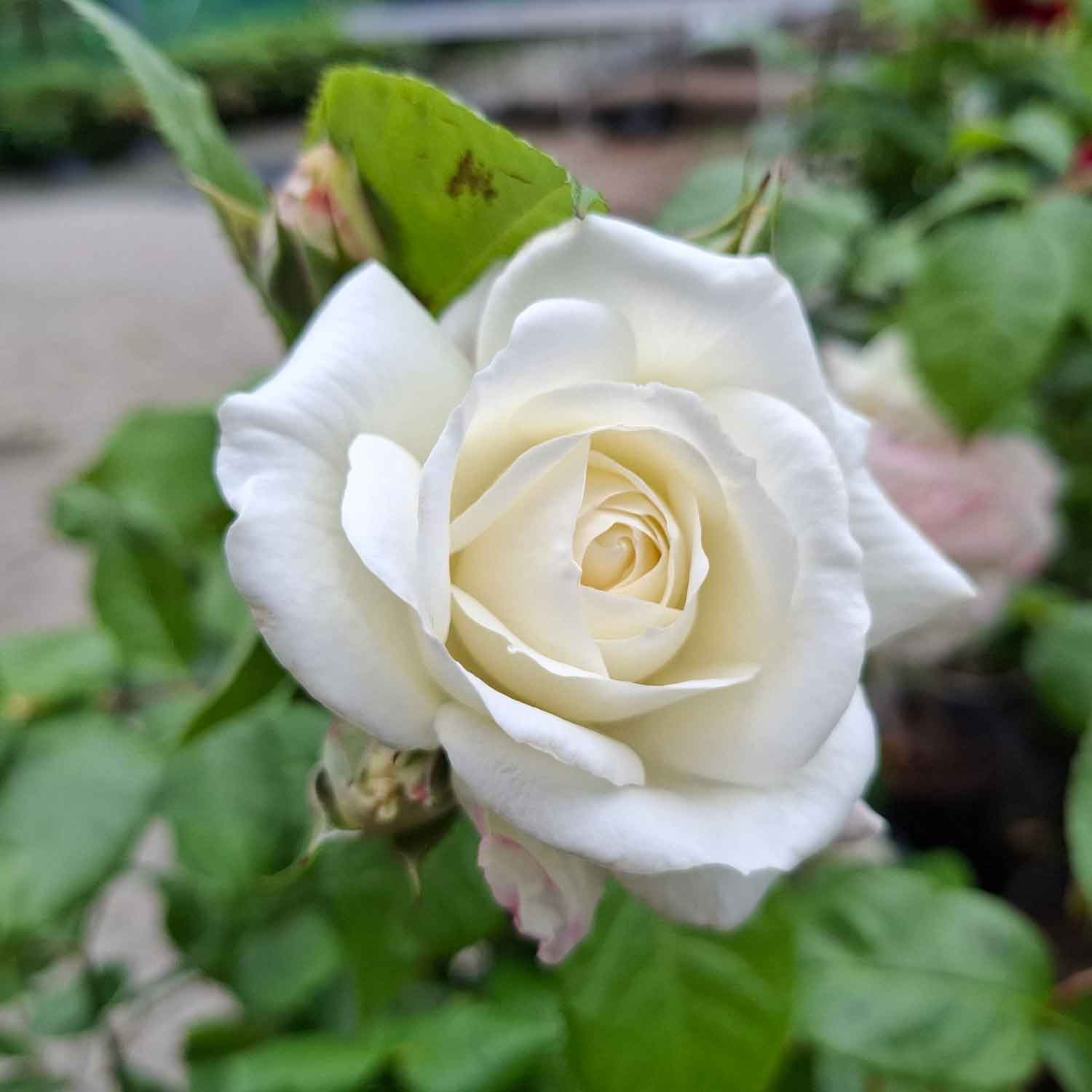 Rosa Artemis 60cm skaft