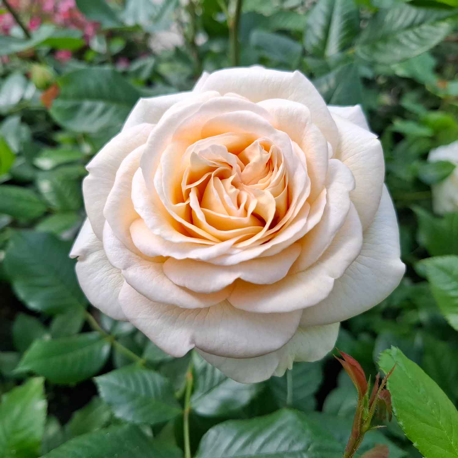Rose 'Audienz'