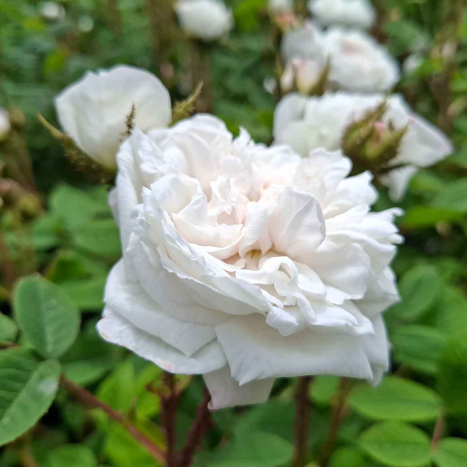 Moss rose - Rosa 'Blance Moreau'
