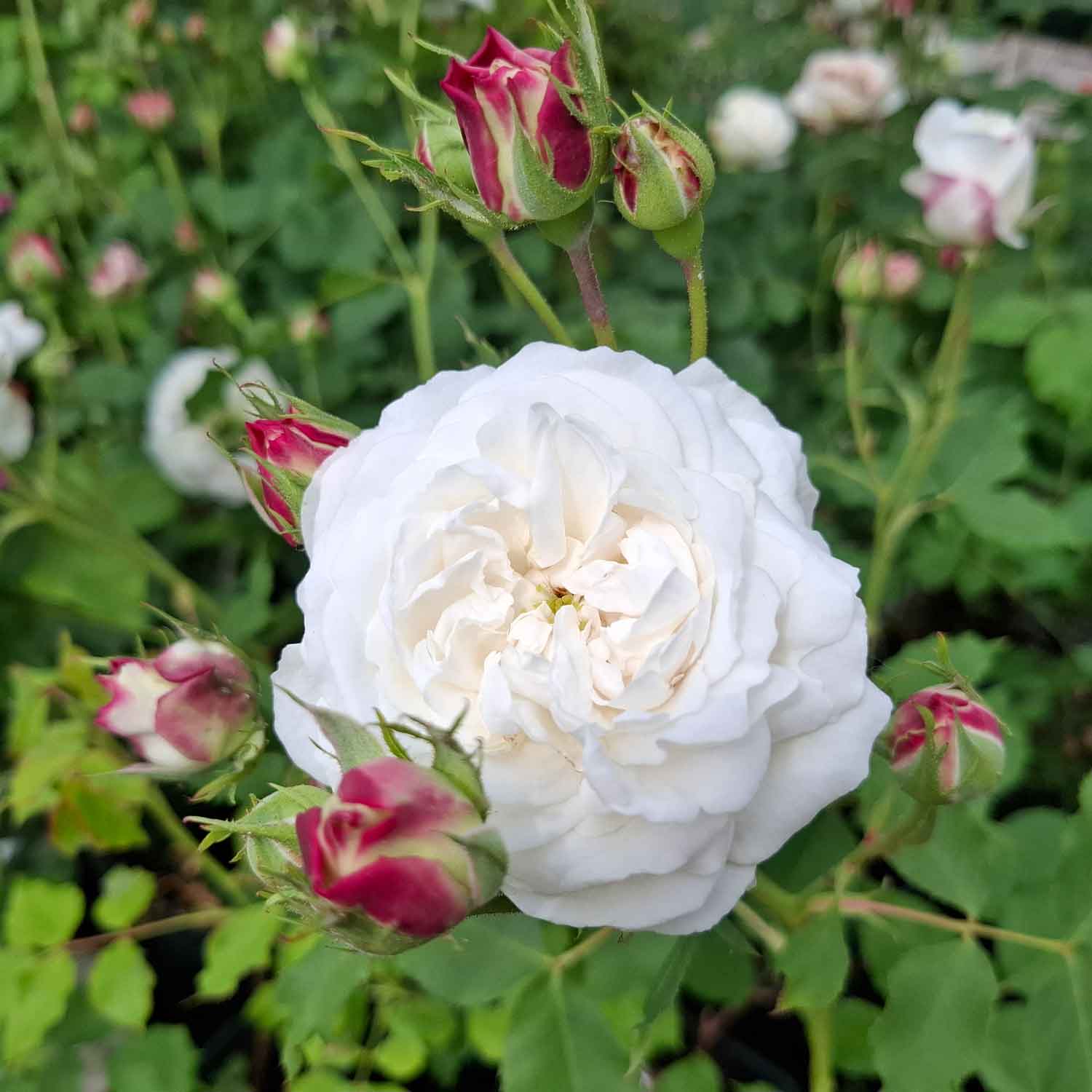 Bourbon rose 'Boule de Neige'