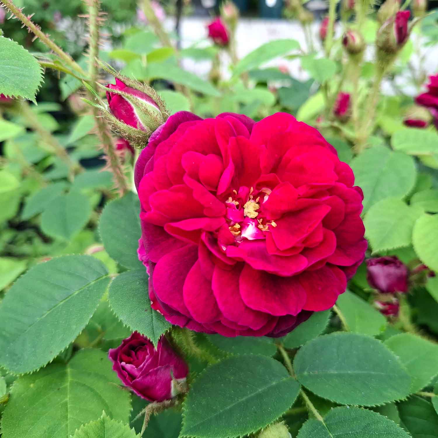 Moss rose - Rose 'Henri Martin'