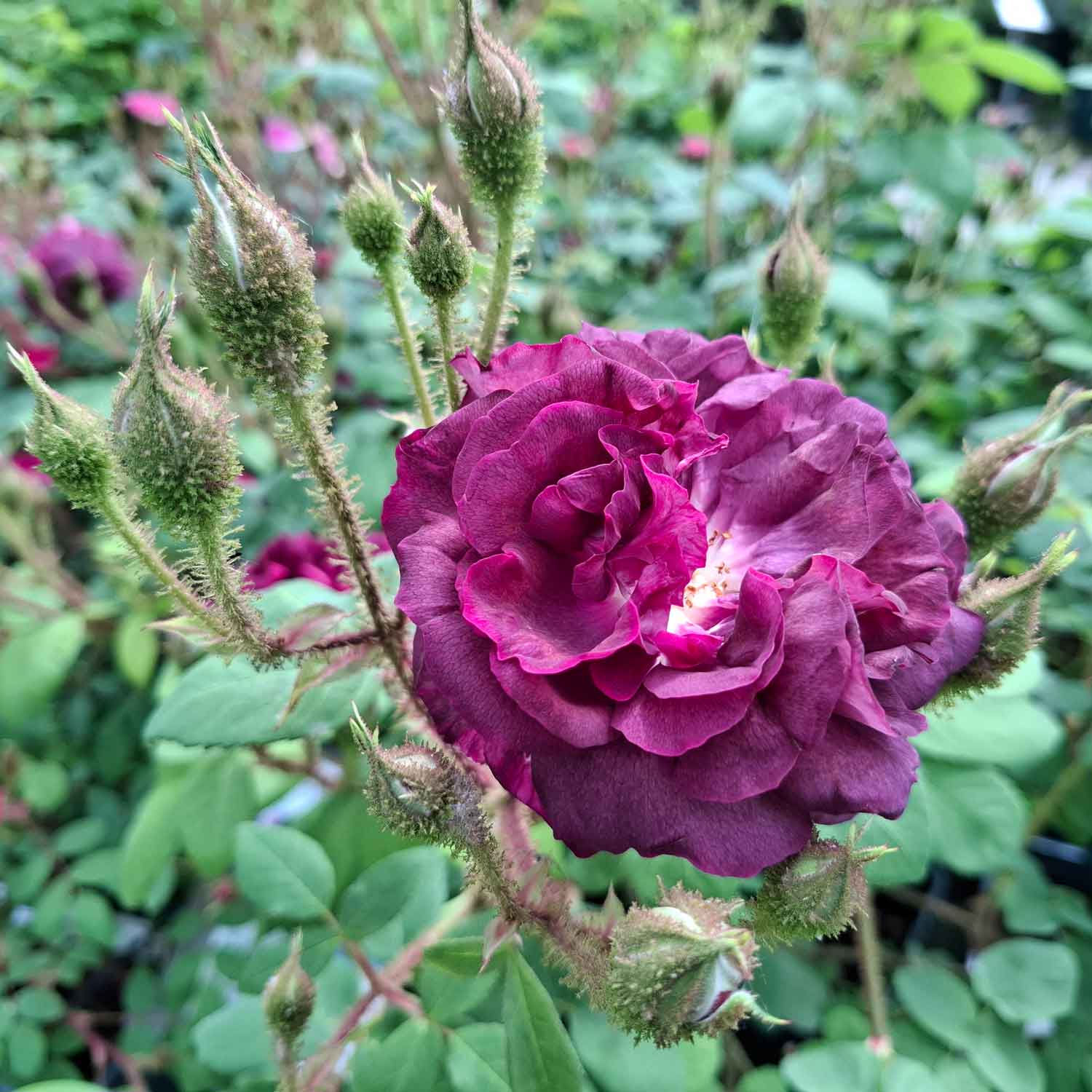 Moss rose centifolia 'William Lobb'