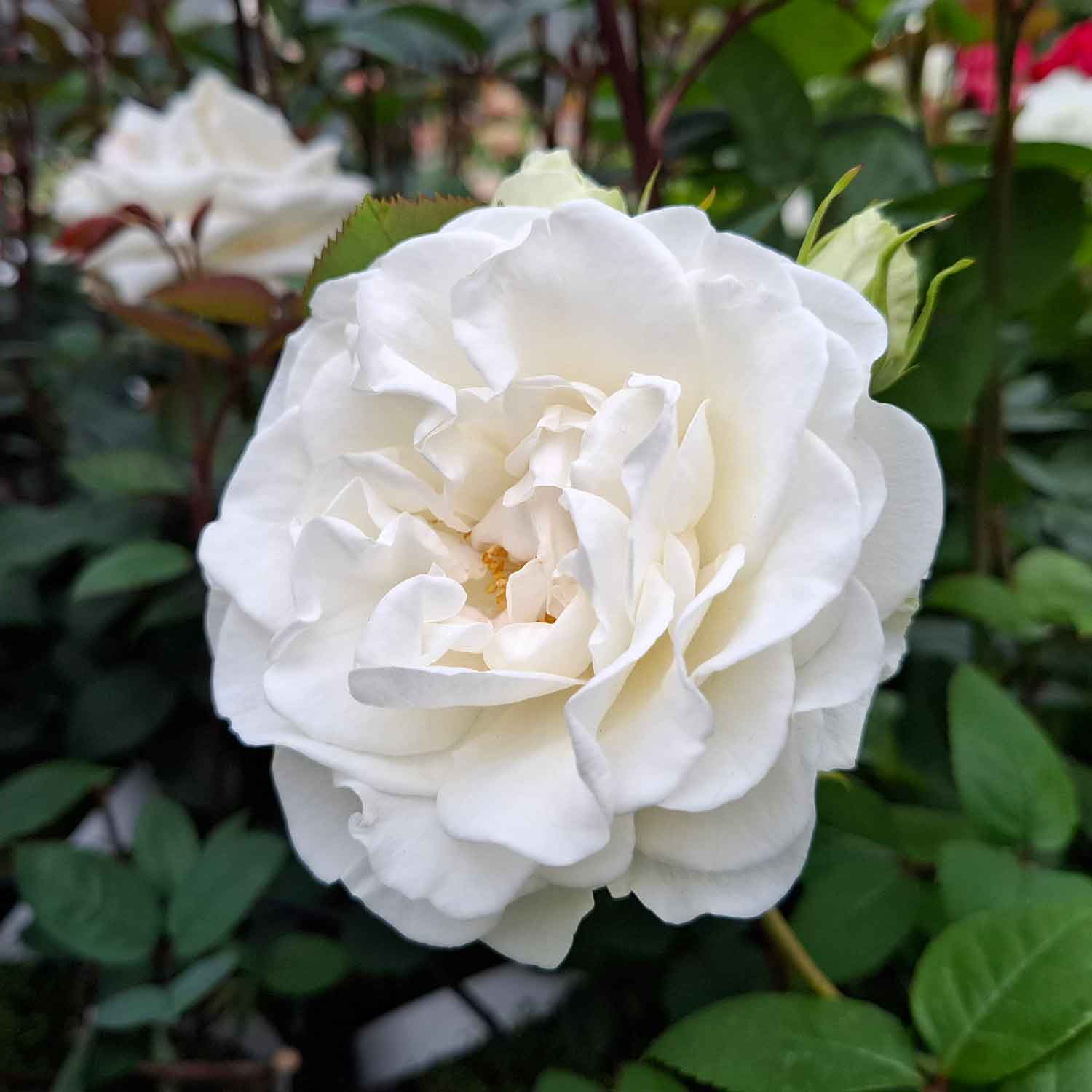 Rosa Certinia