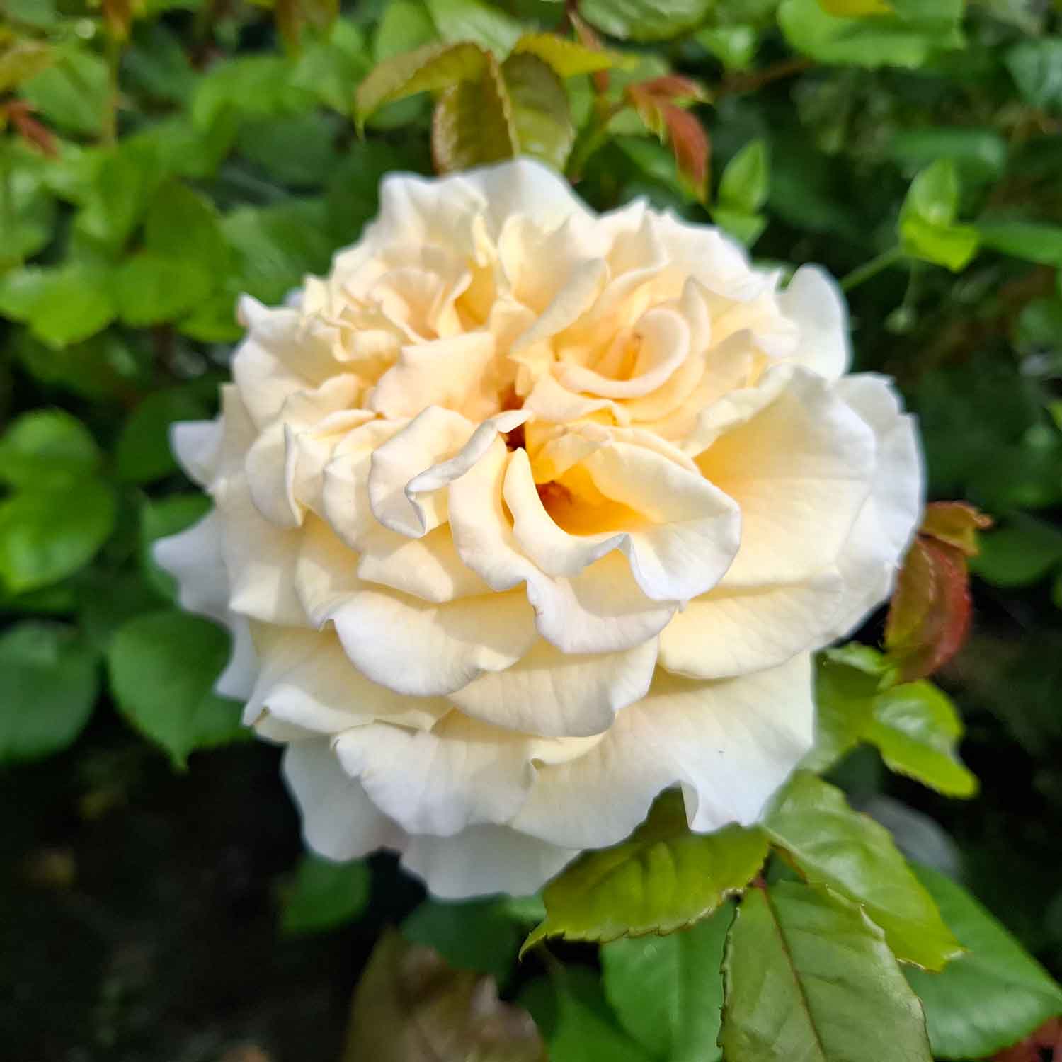 Rose 'Comtessa'