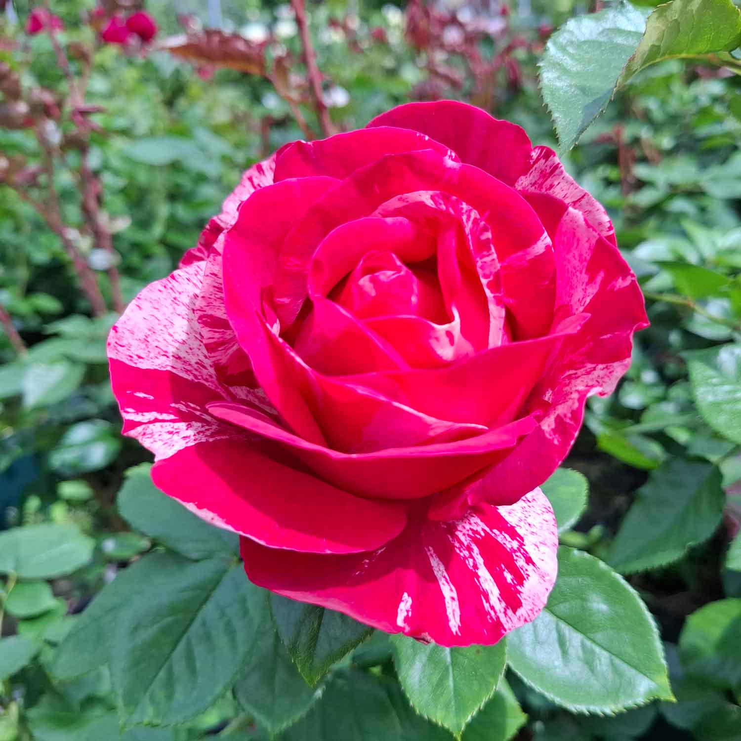 Rosa 'Delstrobla' (Henri Matisse)