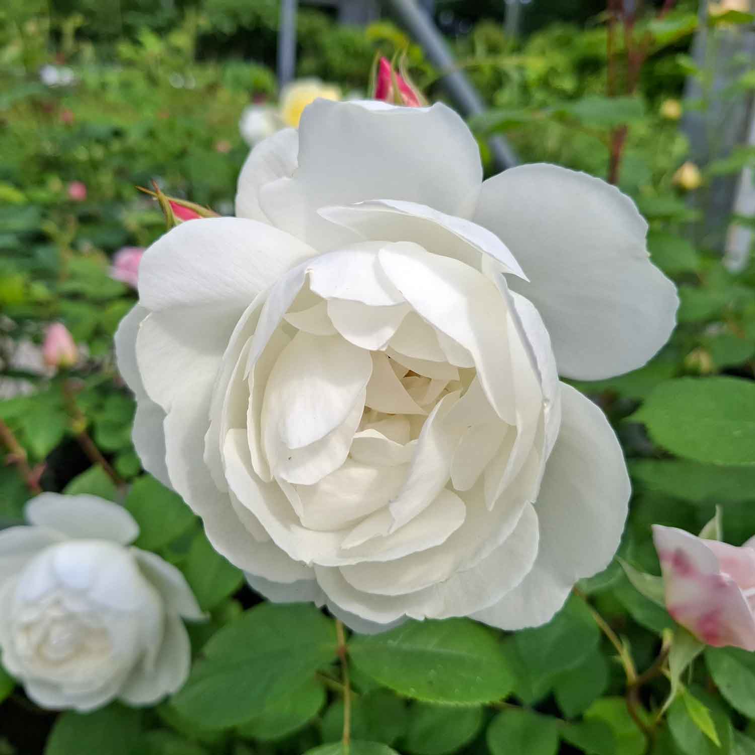 Rosa 'Desdemona' (Auskindling)