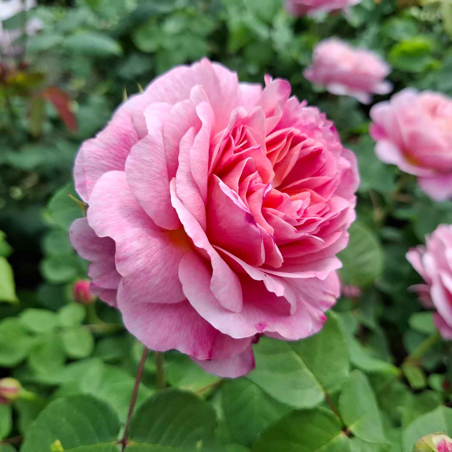Rosa Eustacia Vye (Ausegdon)