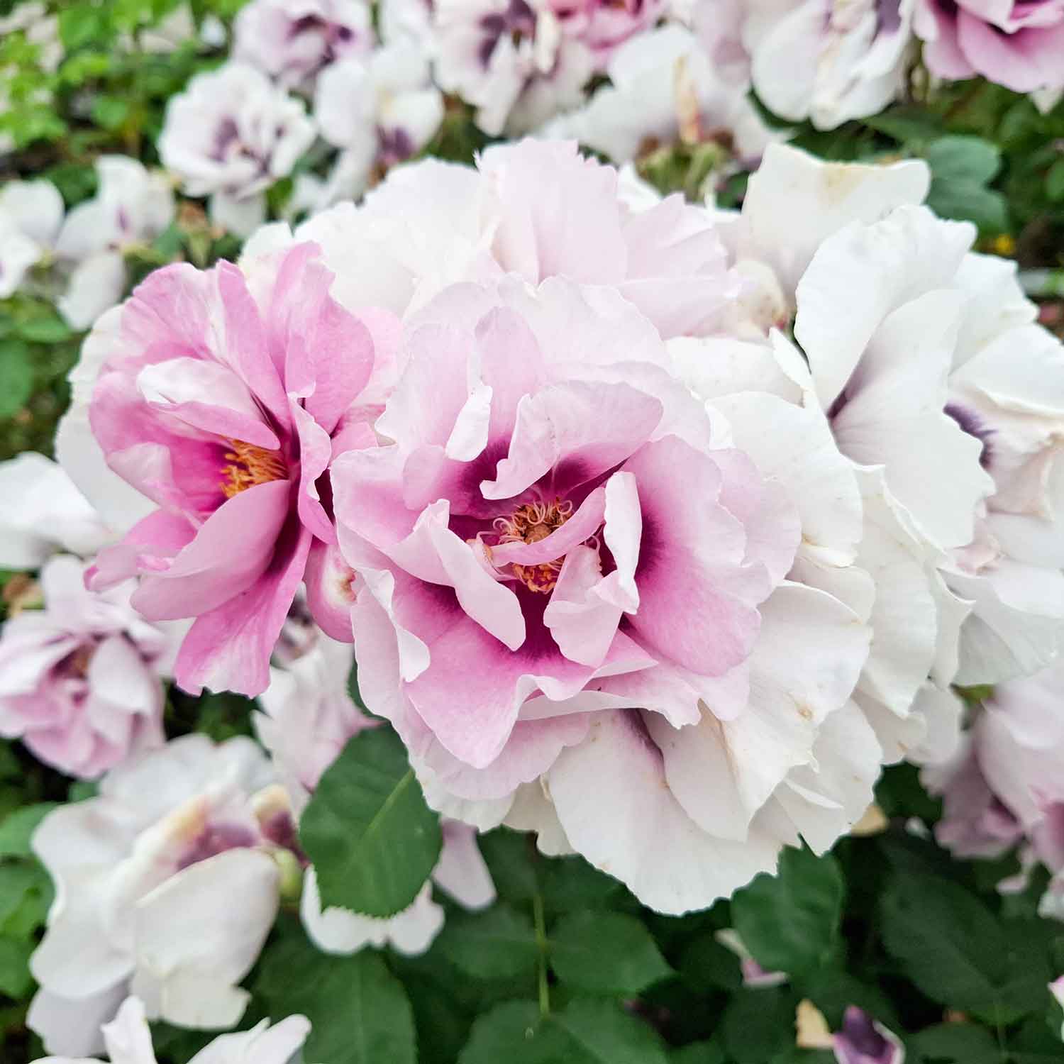 Rose 'Eyes for you' - Hulthemia persica hybrid